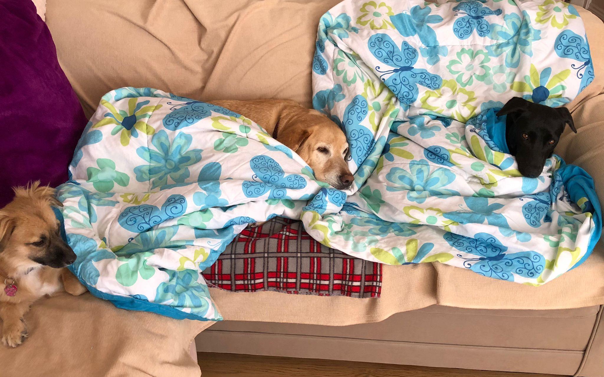 Enlarge Blackie, a Adoptable Black Labrador Retriever in Erin, ON image 6/6