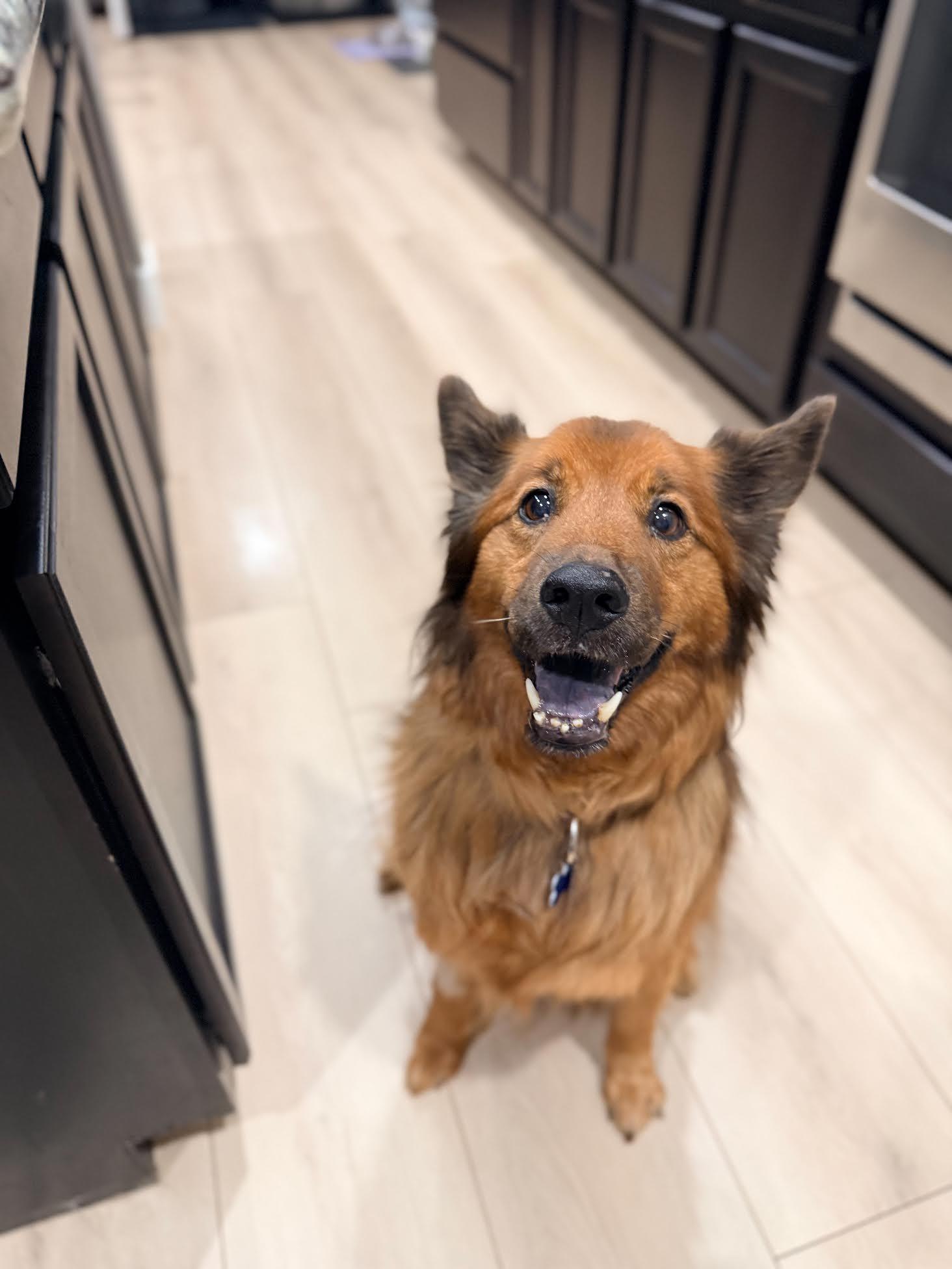 Shaylee, an adopted mixed breed in Las Vegas, NV image 2/2