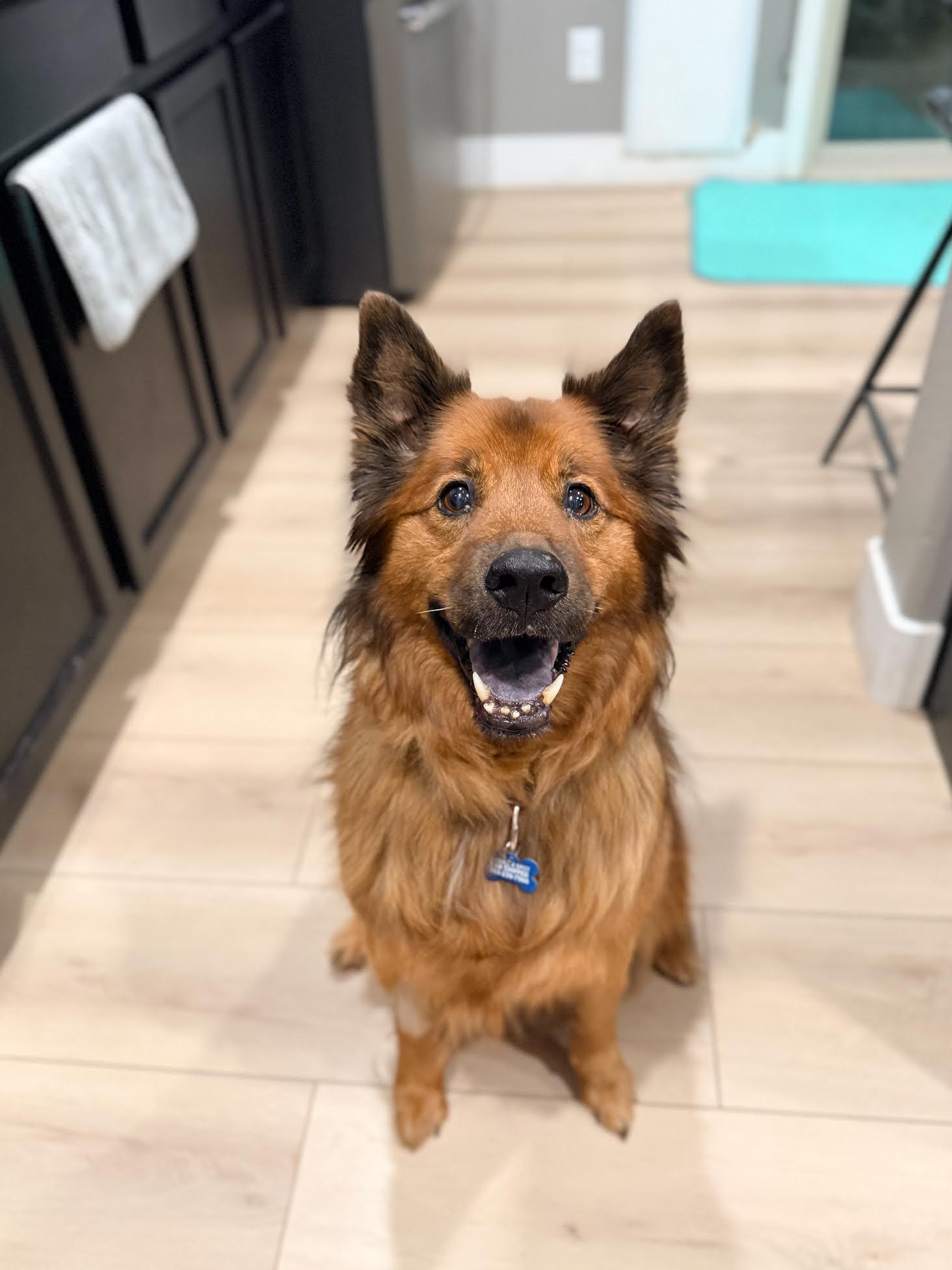 Shaylee, adopted, Senior Female Shepherd.