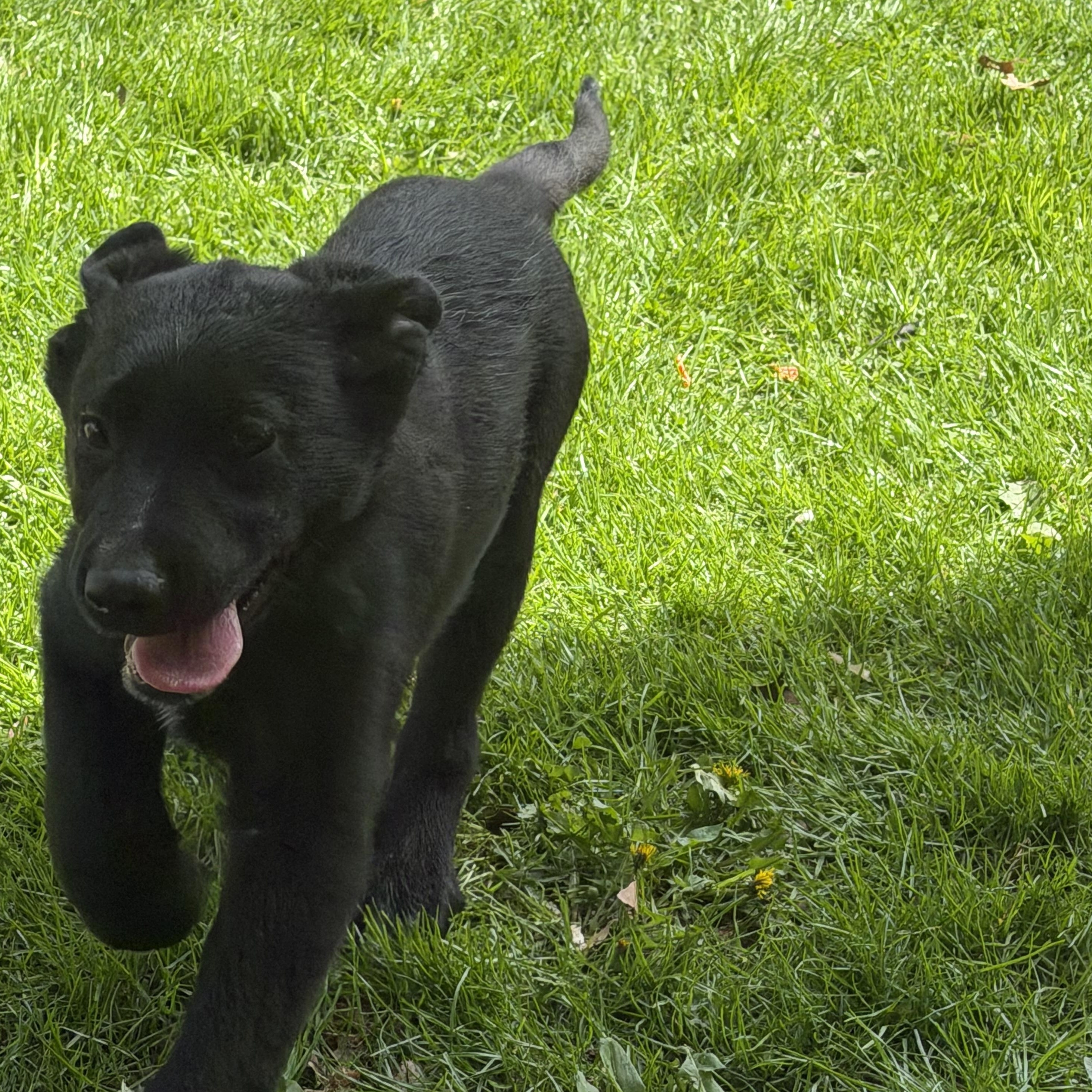 Misty , ADOPTABLE, Puppy Female German Shepherd Dog & Labrador Retriever.