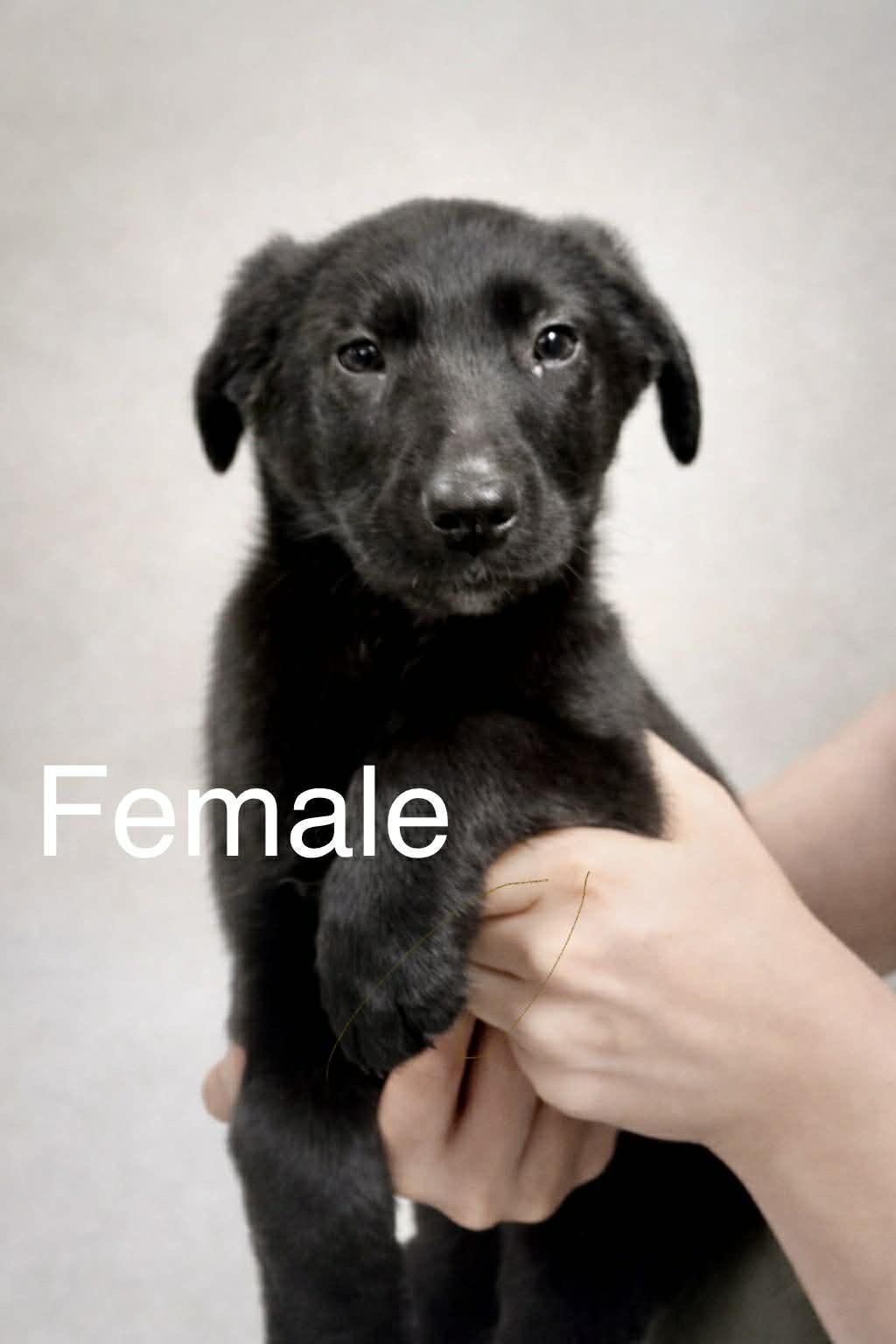 Enlarge Misty , a ADOPTABLE mixed breed in Copper Hill, VA image 2/2