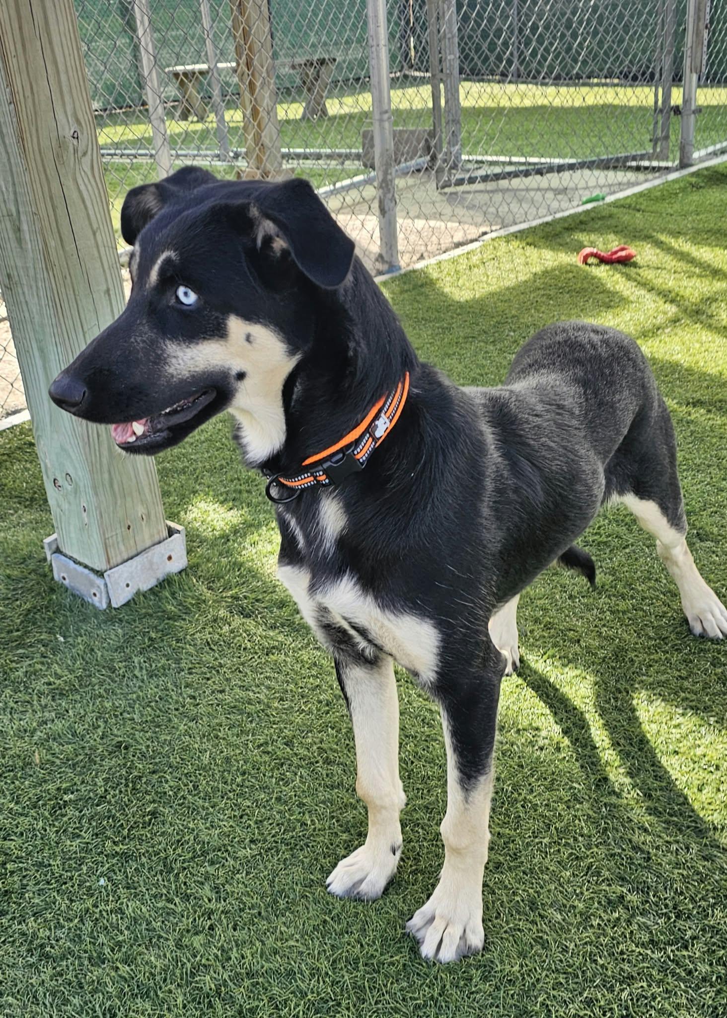 Enlarge Kazoo, a Adoptable mixed breed in Sparta, WI image 3/3