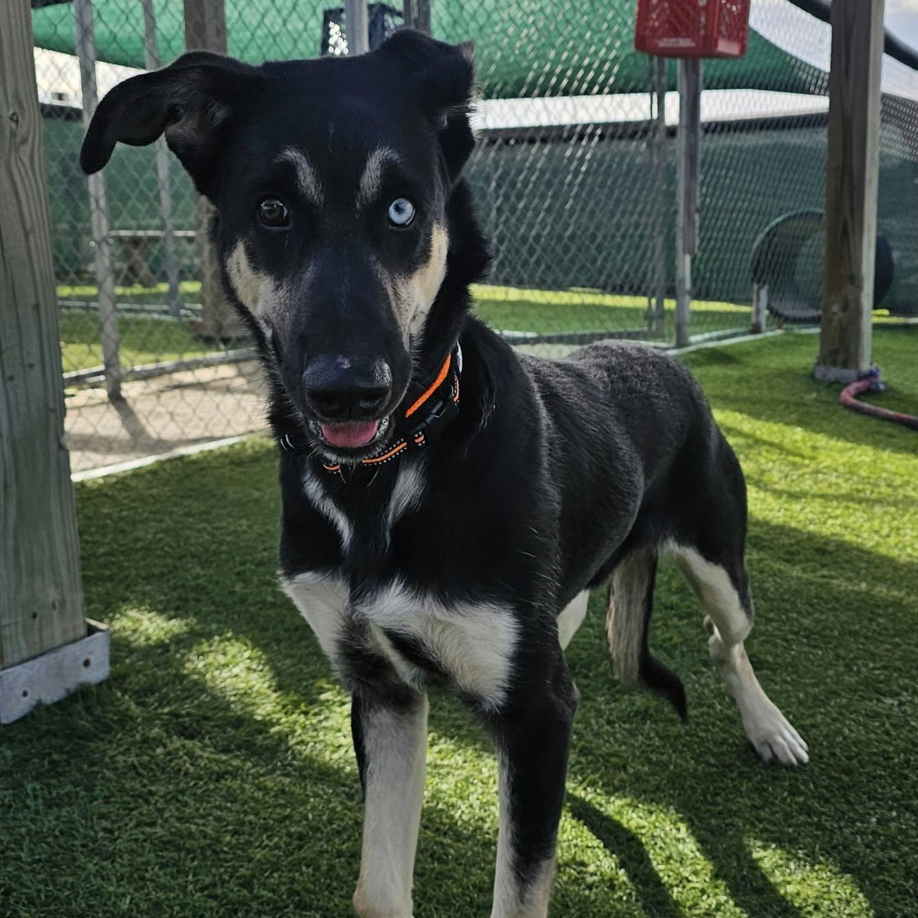 Enlarge Kazoo, a Adoptable mixed breed in Sparta, WI image 1/3
