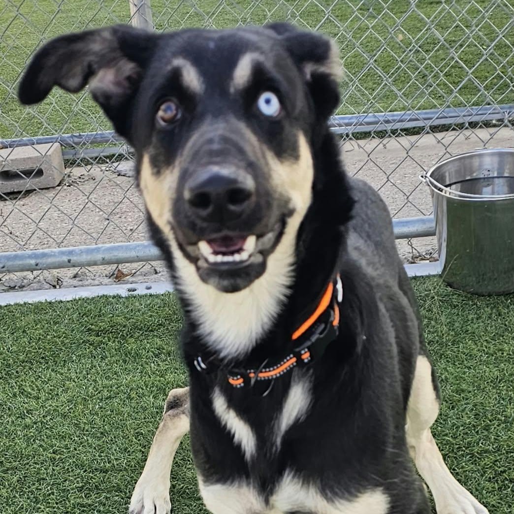 Enlarge Kazoo, a Adoptable mixed breed in Sparta, WI image 2/3