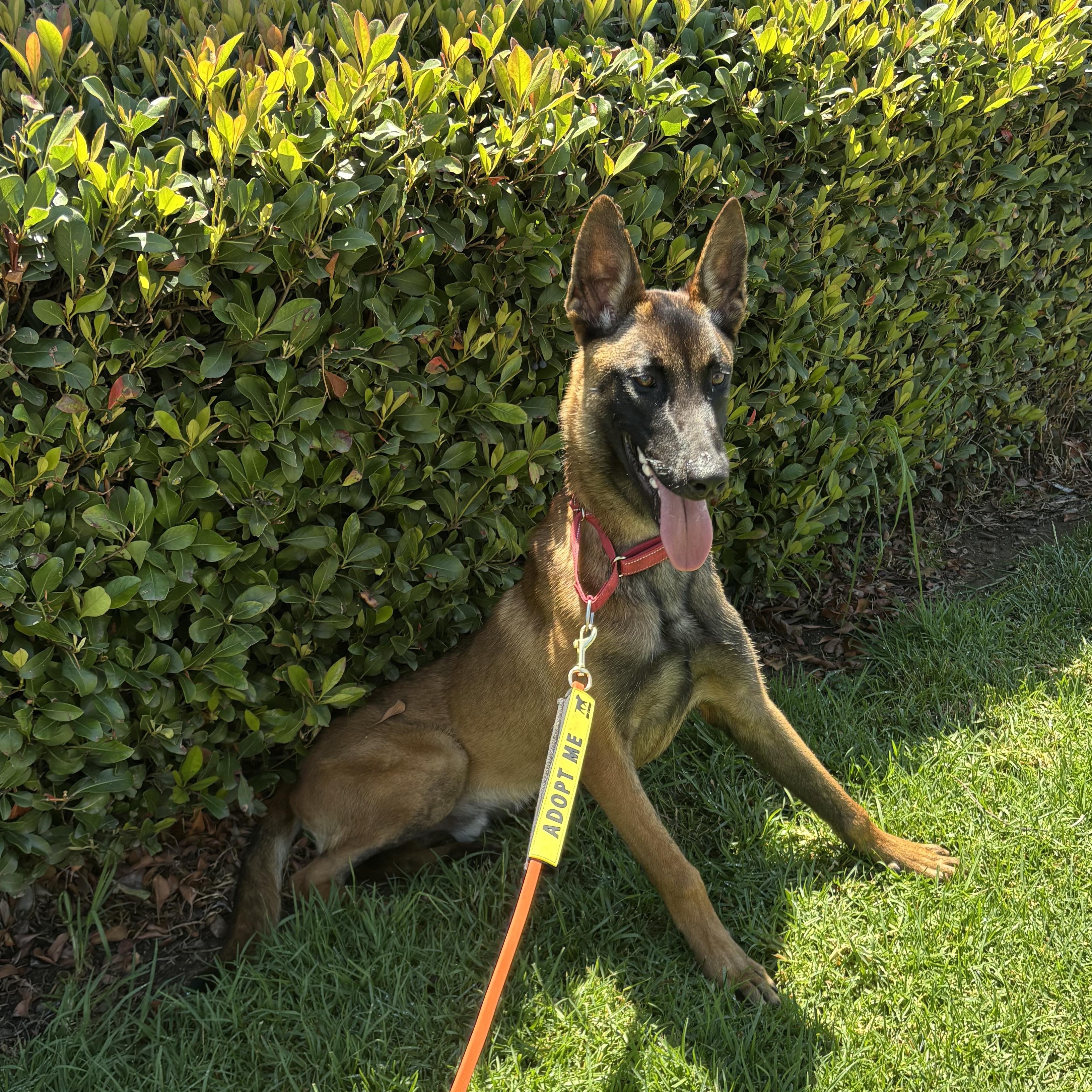 Cutty, ADOPTABLE, Young Male Belgian Shepherd / Malinois.