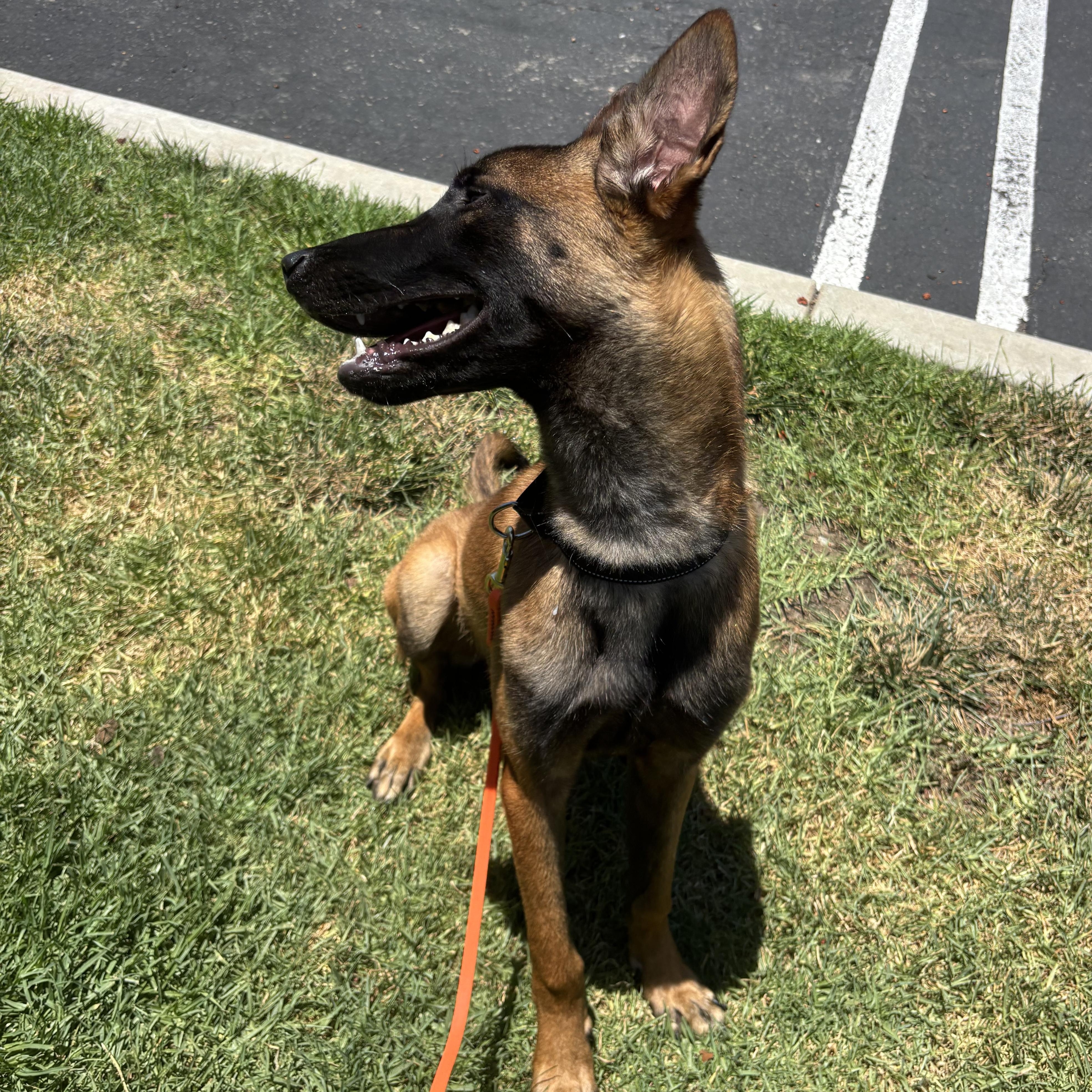 Enlarge Cutty, a ADOPTABLE Belgian Shepherd / Malinois in Rancho Santa Margarita, CA image 3/3