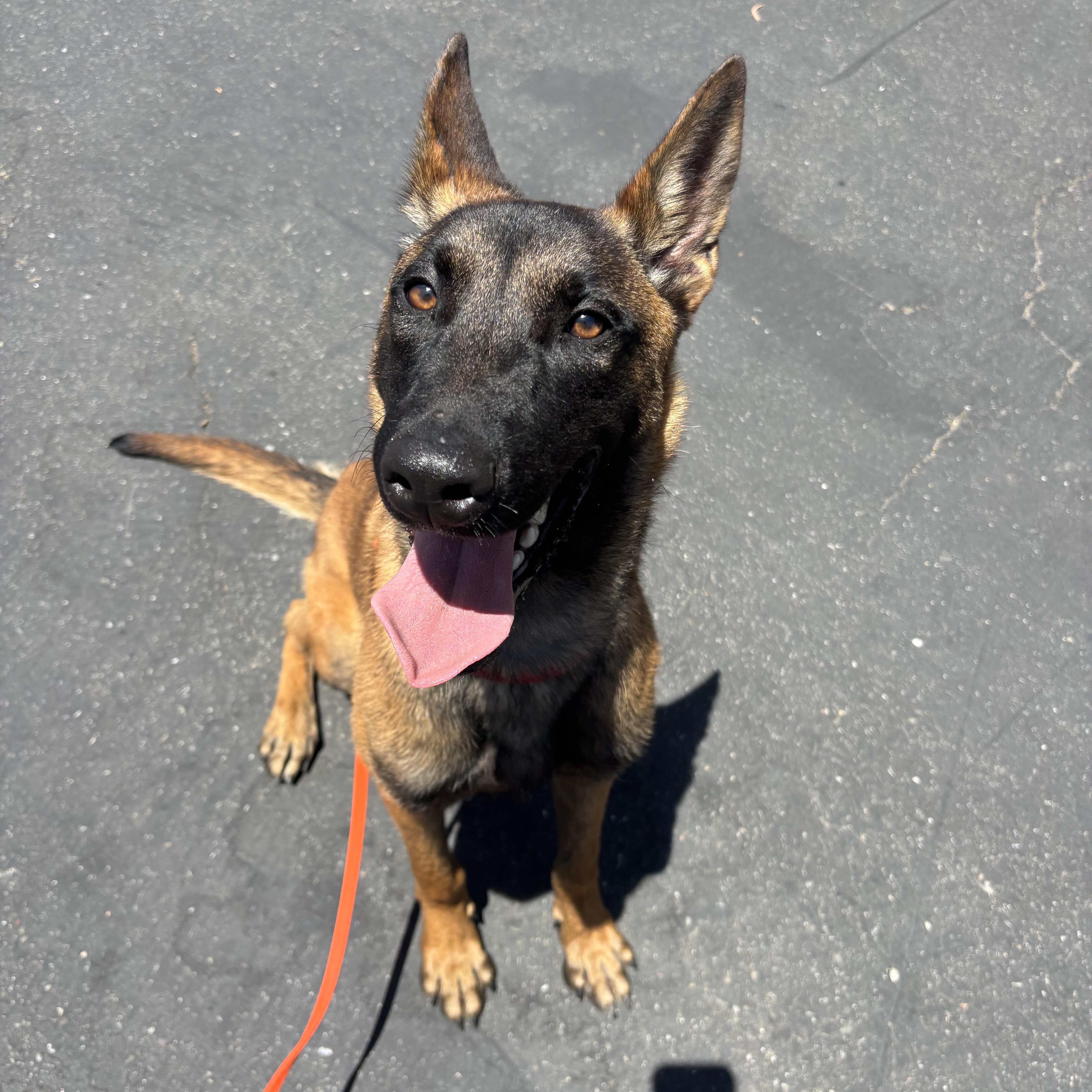 Enlarge Cutty, a ADOPTABLE Belgian Shepherd / Malinois in Rancho Santa Margarita, CA image 2/3