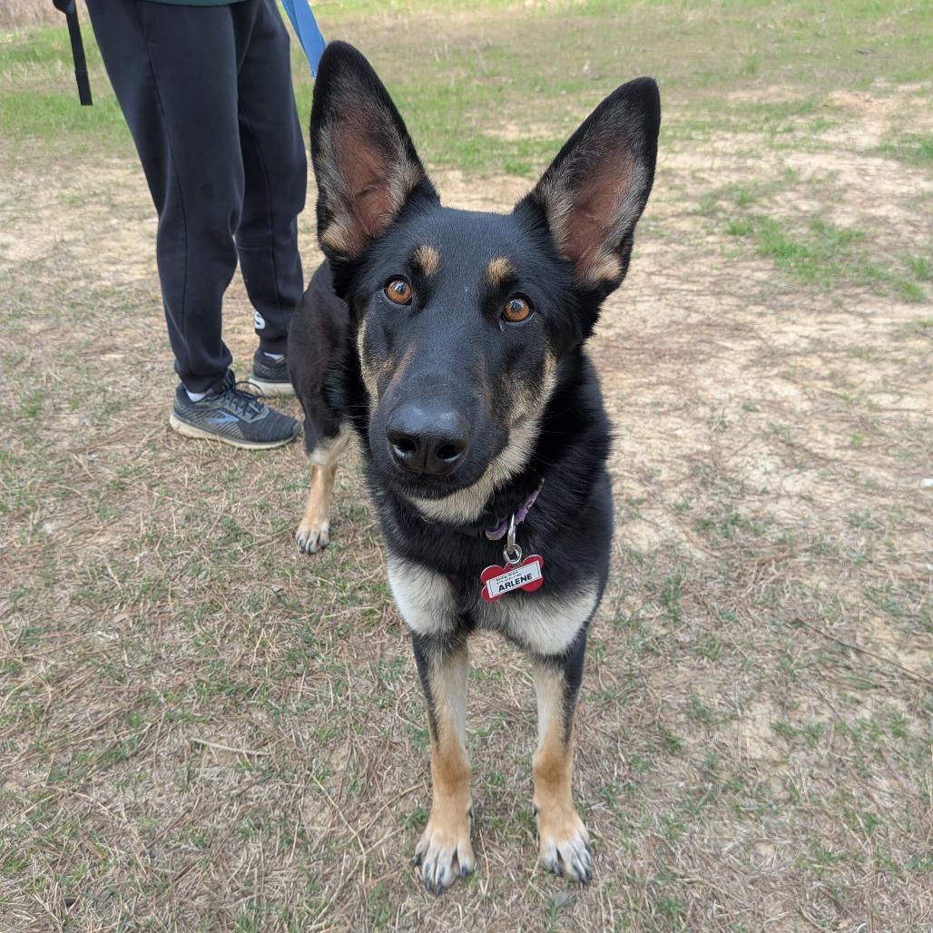 Arlene, a Adoptable Shepherd in Wake Forest, NC image 1/5