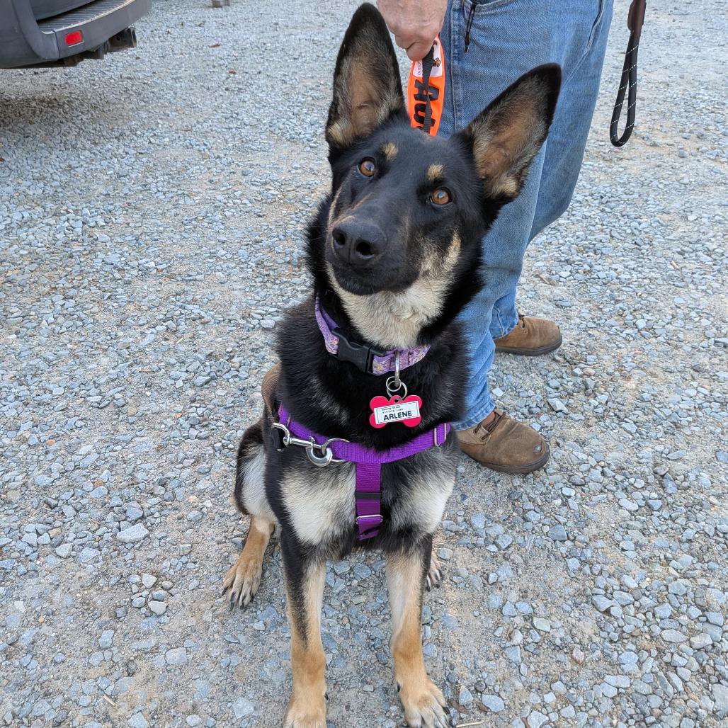 Arlene, a Adoptable Shepherd in Wake Forest, NC image 2/5