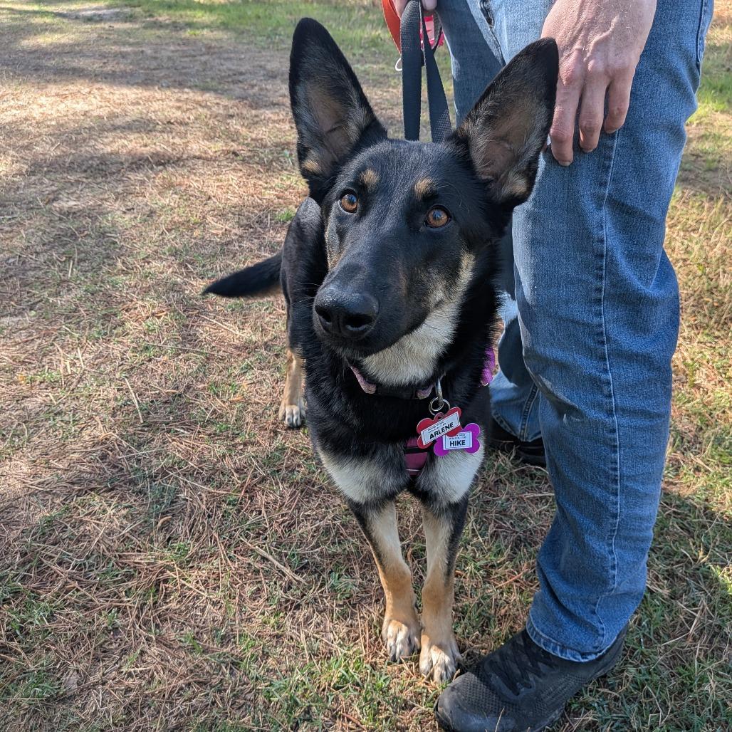 Arlene, a Adoptable Shepherd in Wake Forest, NC image 3/5