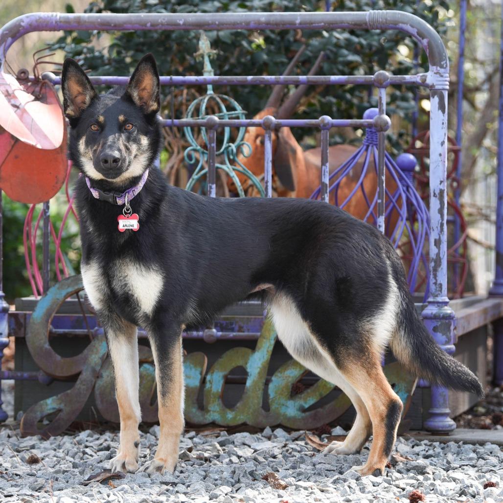 Arlene, a Adoptable Shepherd in Wake Forest, NC image 4/5