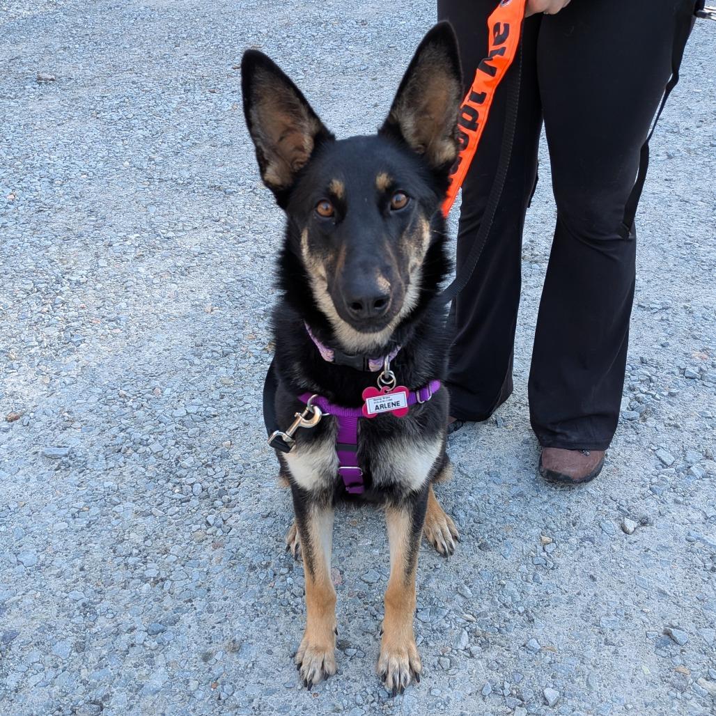 Arlene, a Adoptable Shepherd in Wake Forest, NC image 5/5