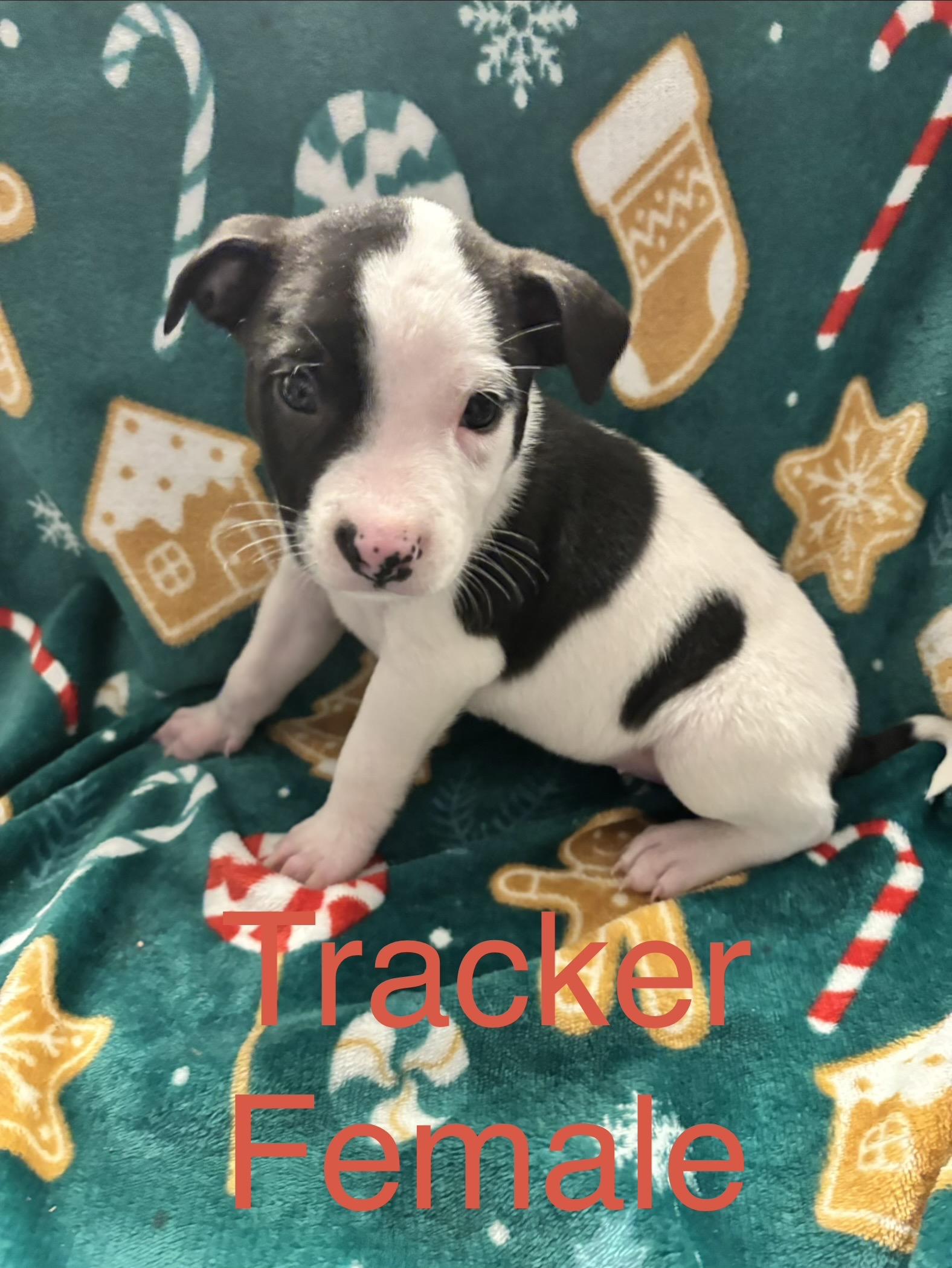 Enlarge Tracker, a Adoptable mixed breed in Hamilton , NJ image 1/1
