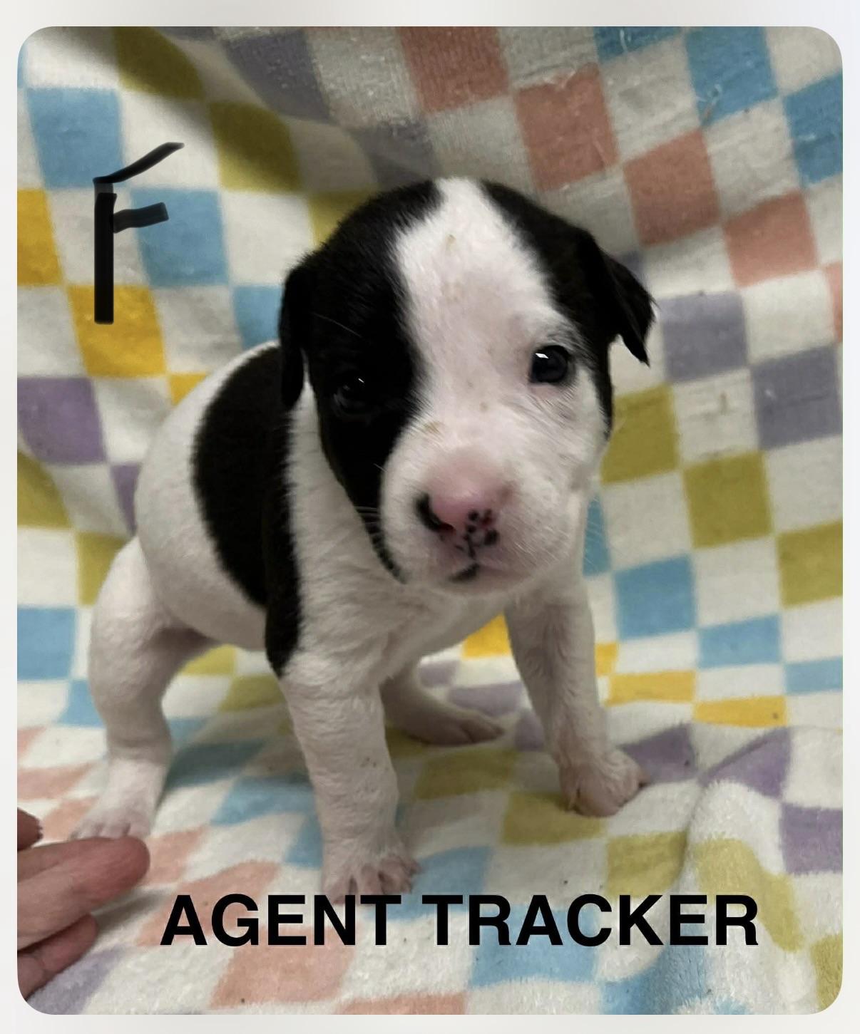 Tracker, Adoptable, Puppy Female Pit Bull Terrier.