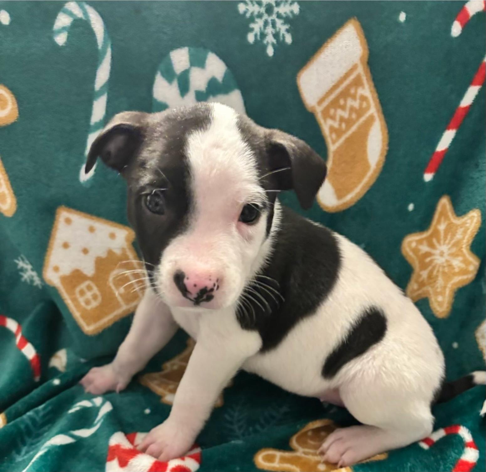 Enlarge Tracker, a Adoptable mixed breed in Hamilton , NJ image 1/1