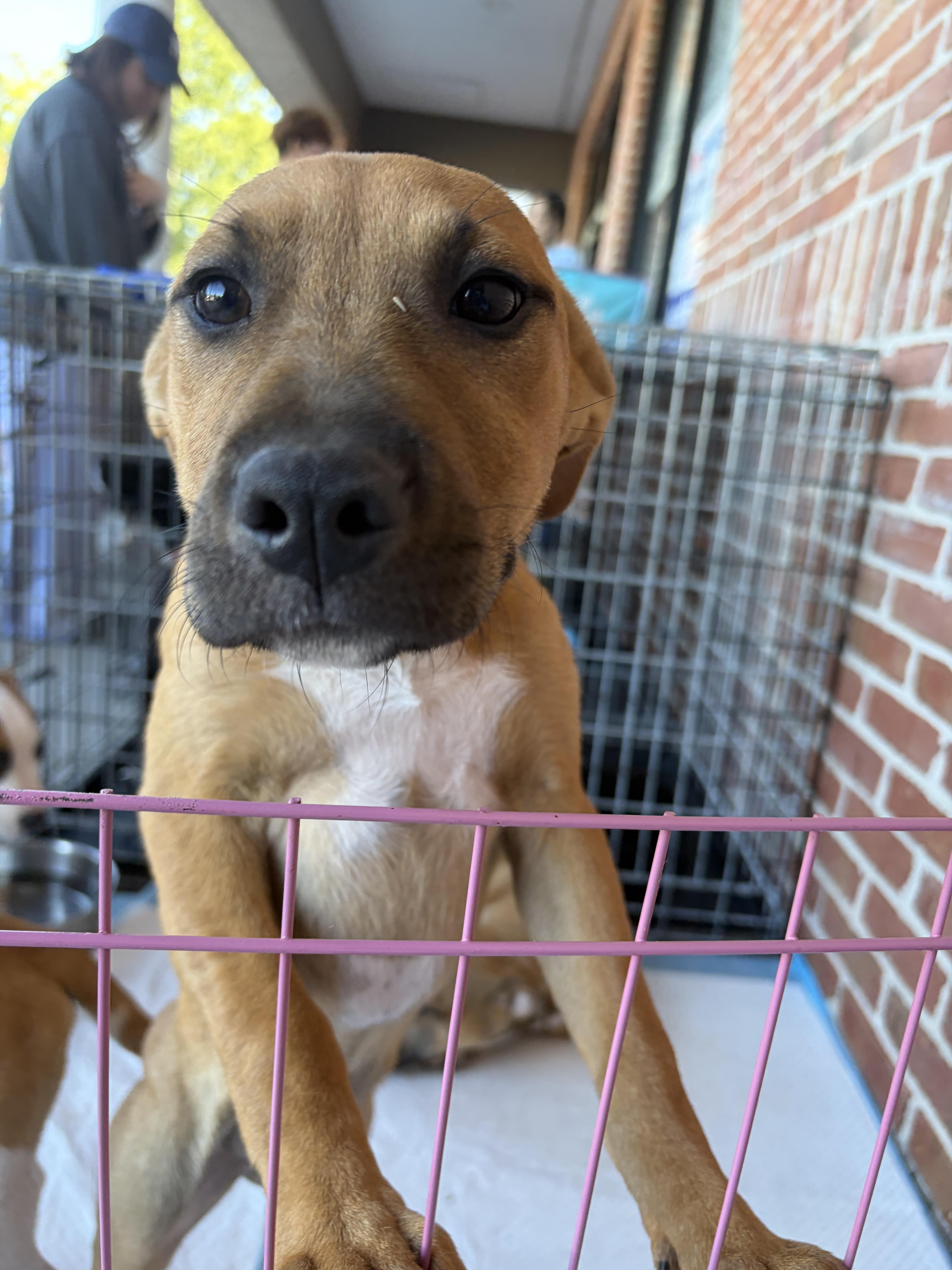 NEWCASTLE 2026-340, Adoptable, Puppy Female Labrador Retriever.