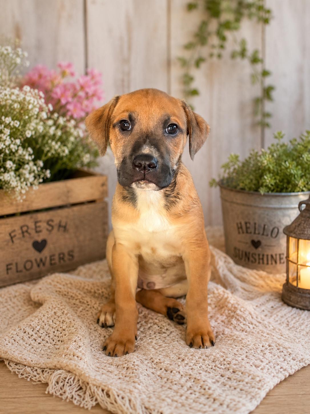 Enlarge NEWCASTLE 2026-340, a Adoptable mixed breed in Winder, GA image 2/5