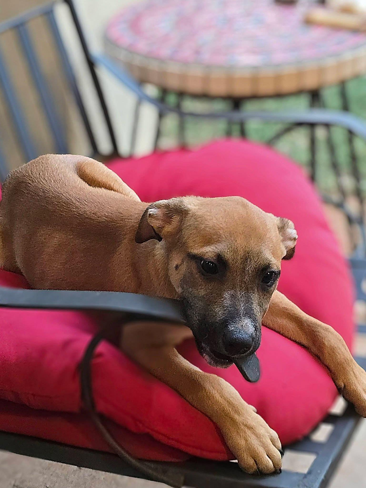 Enlarge NEWCASTLE 2026-340, a Adoptable mixed breed in Winder, GA image 3/5