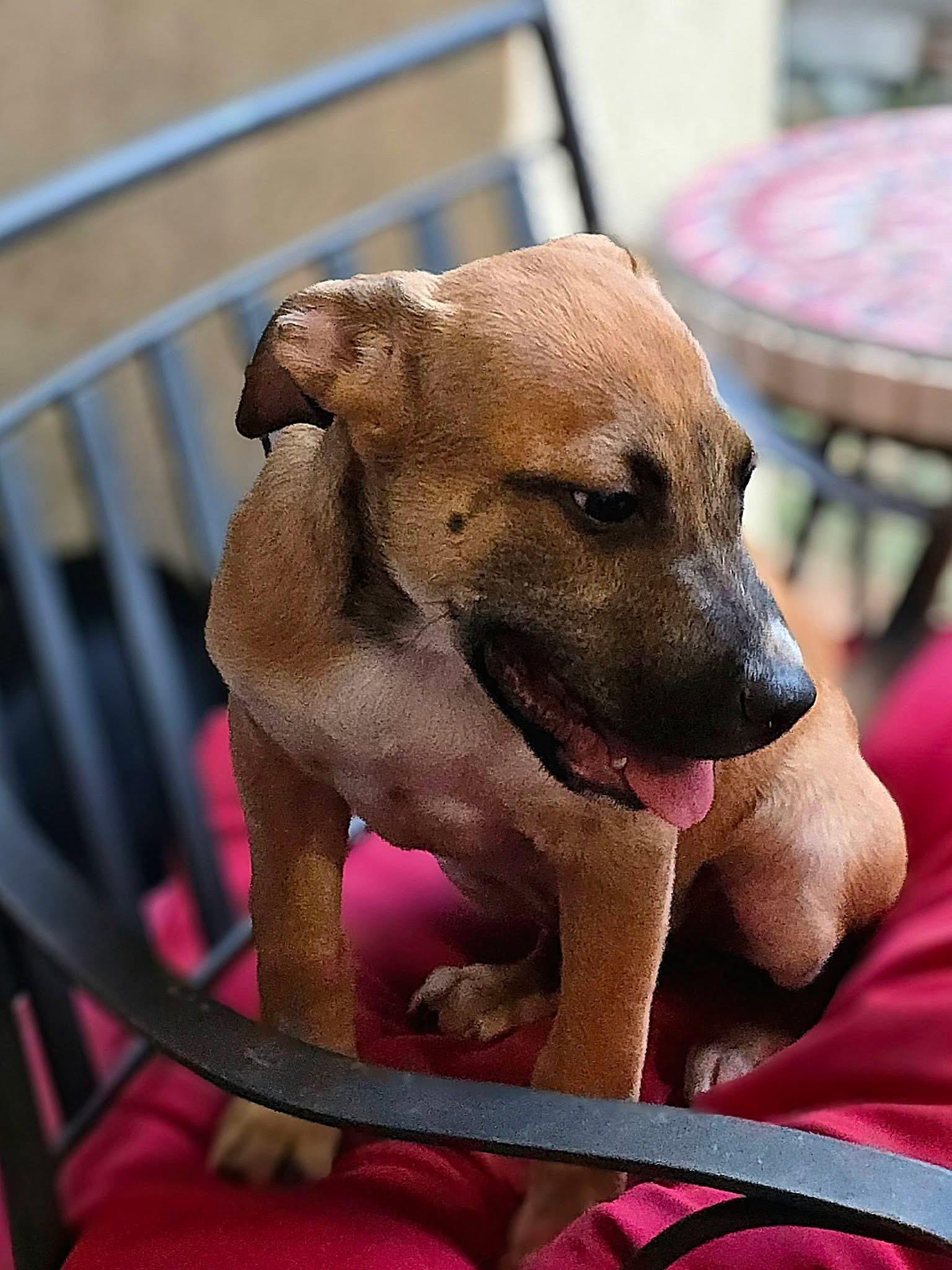 Enlarge NEWCASTLE 2026-340, a Adoptable mixed breed in Winder, GA image 4/5