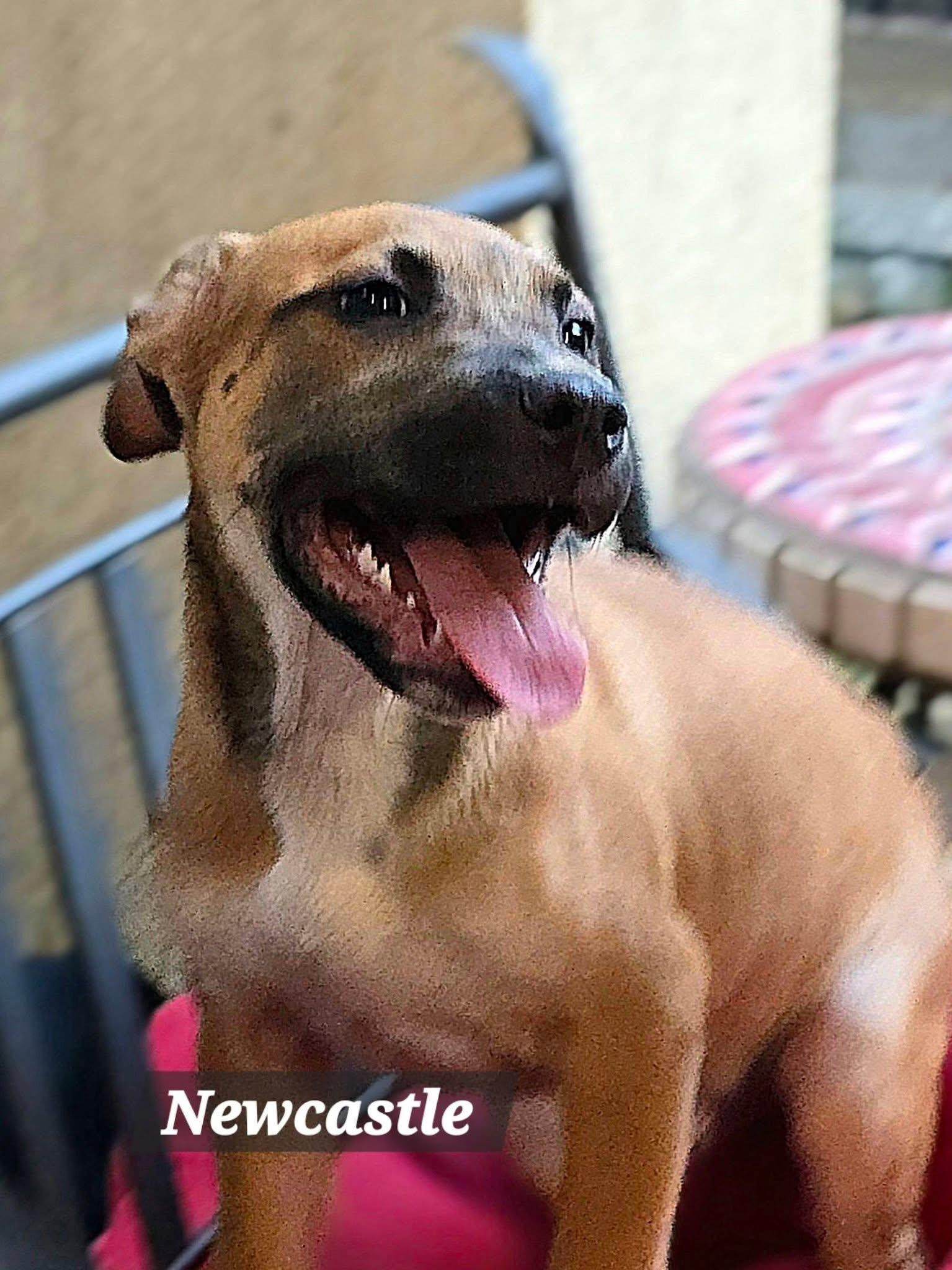 Enlarge NEWCASTLE 2026-340, a Adoptable mixed breed in Winder, GA image 5/5