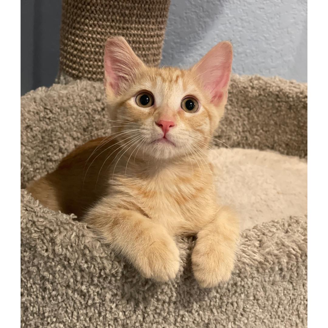 Tater, Baby Male unknown