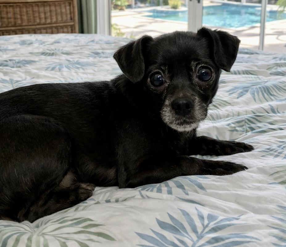 Kenny, adoptable, Young Male Chihuahua.