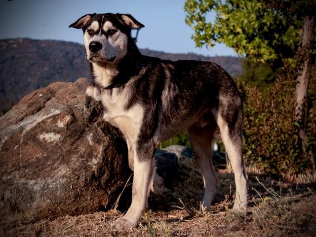 Moon, Adoptable, Young Male Husky.