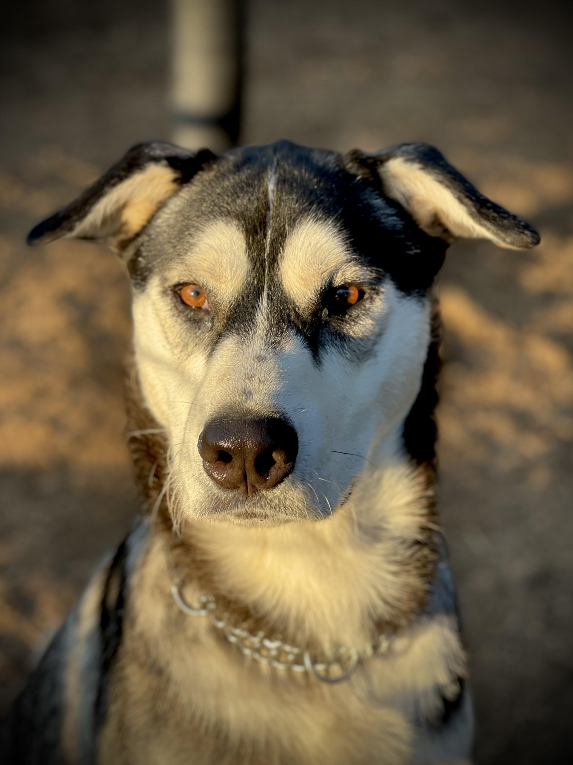 Moon, a Adoptable mixed breed in San Andreas, CA image 2/3