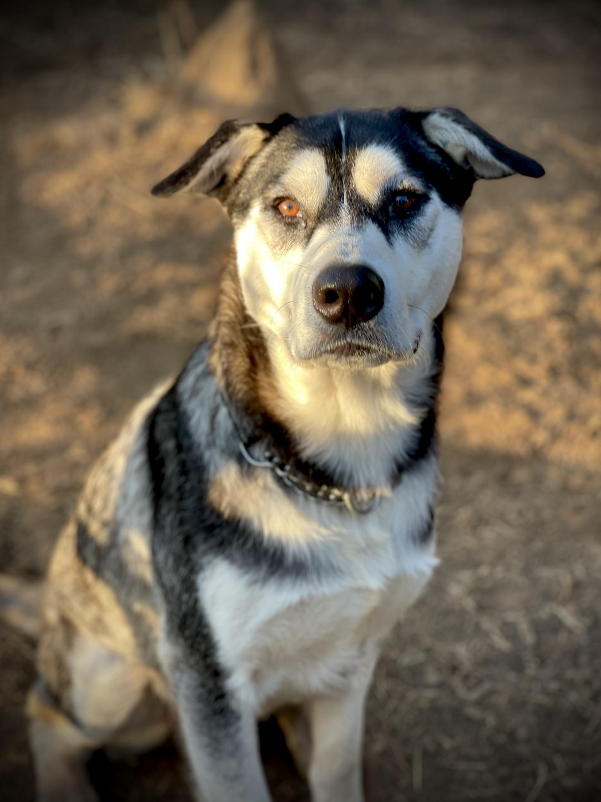 Moon, a Adoptable mixed breed in San Andreas, CA image 3/3