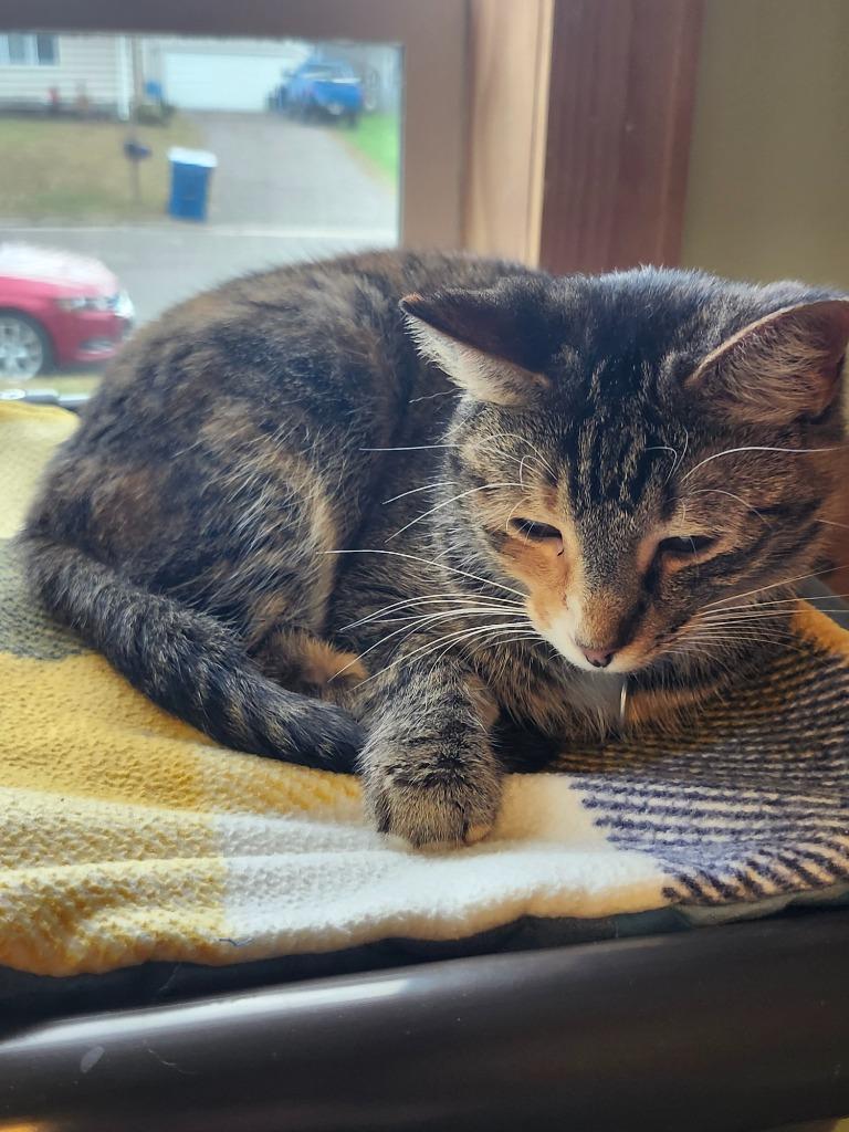 November, Adoptable, Adult Female Domestic Short Hair.