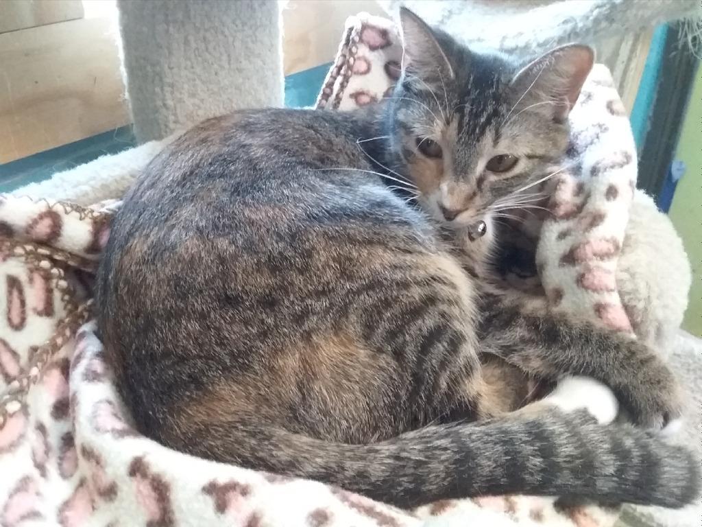 November, a Adoptable mixed breed in Rice Lake, WI image 2/4