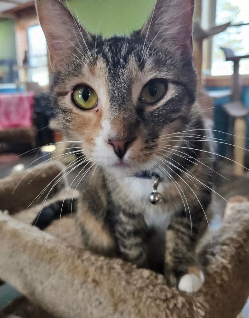 November, a Adoptable mixed breed in Rice Lake, WI image 3/4