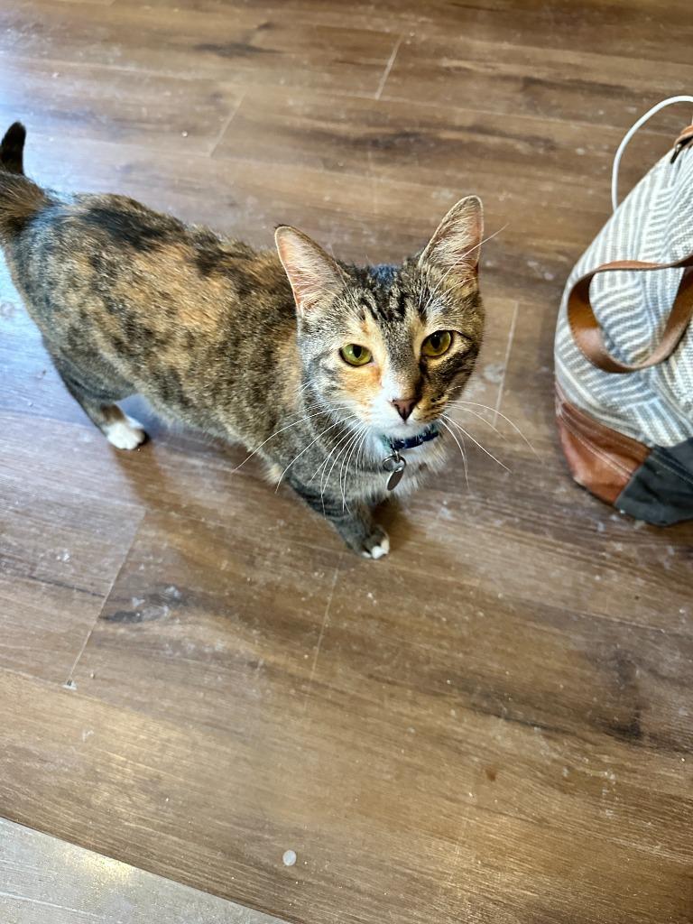 Enlarge November, a Adoptable mixed breed in Rice Lake, WI image 4/5