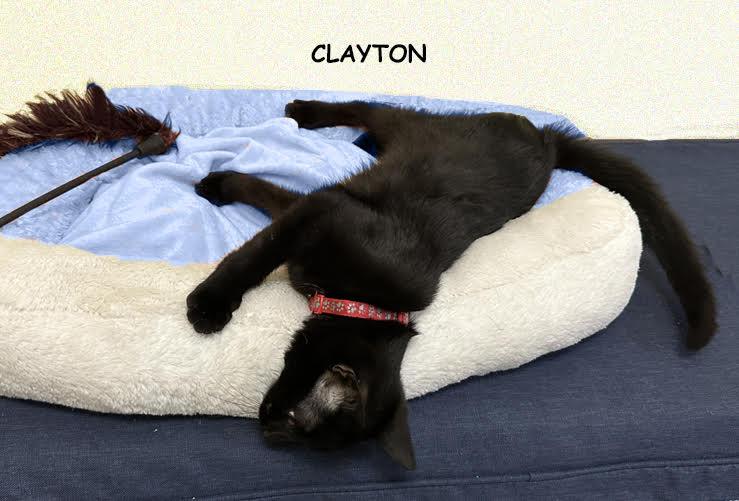 Enlarge Clayton 0925 bonded with Belle, an adopted Domestic Short Hair in West Bloomfield, MI image 2/2