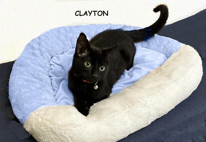 Enlarge Clayton 0925 bonded with Belle, an adopted Domestic Short Hair in West Bloomfield, MI image 1/2
