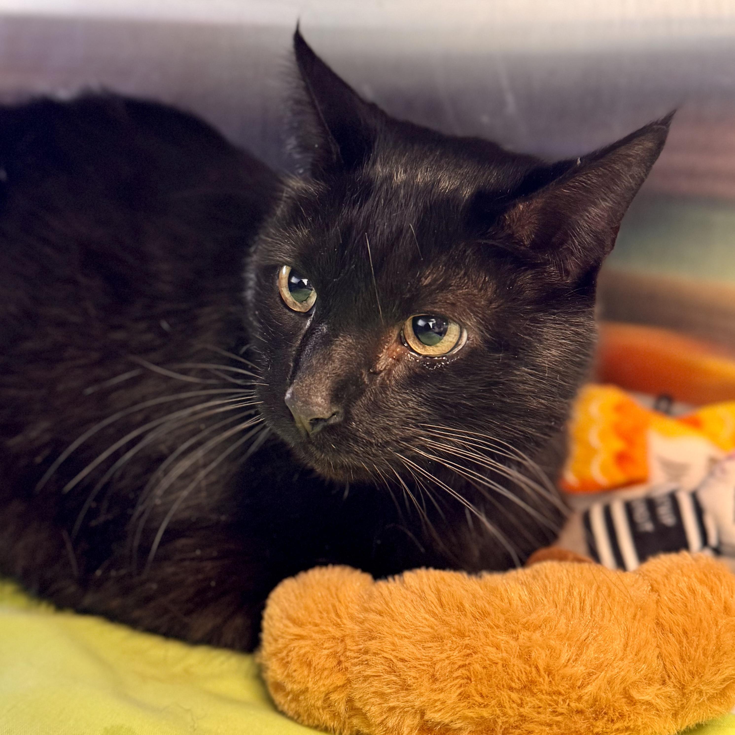 Enlarge Blackish, an adopted Domestic Short Hair in Midland, MI image 3/3