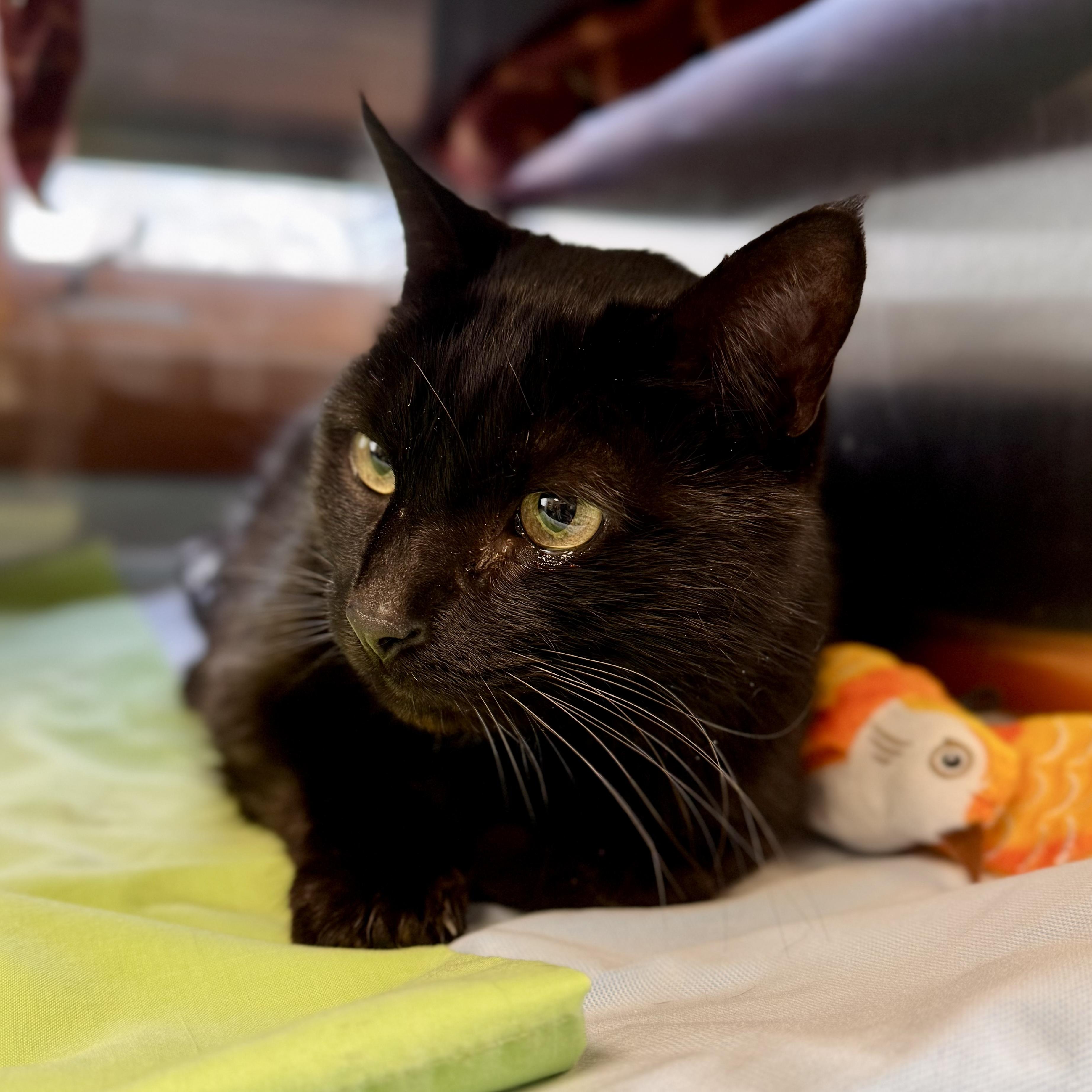 Blackish, adopted, Adult Male Domestic Short Hair.