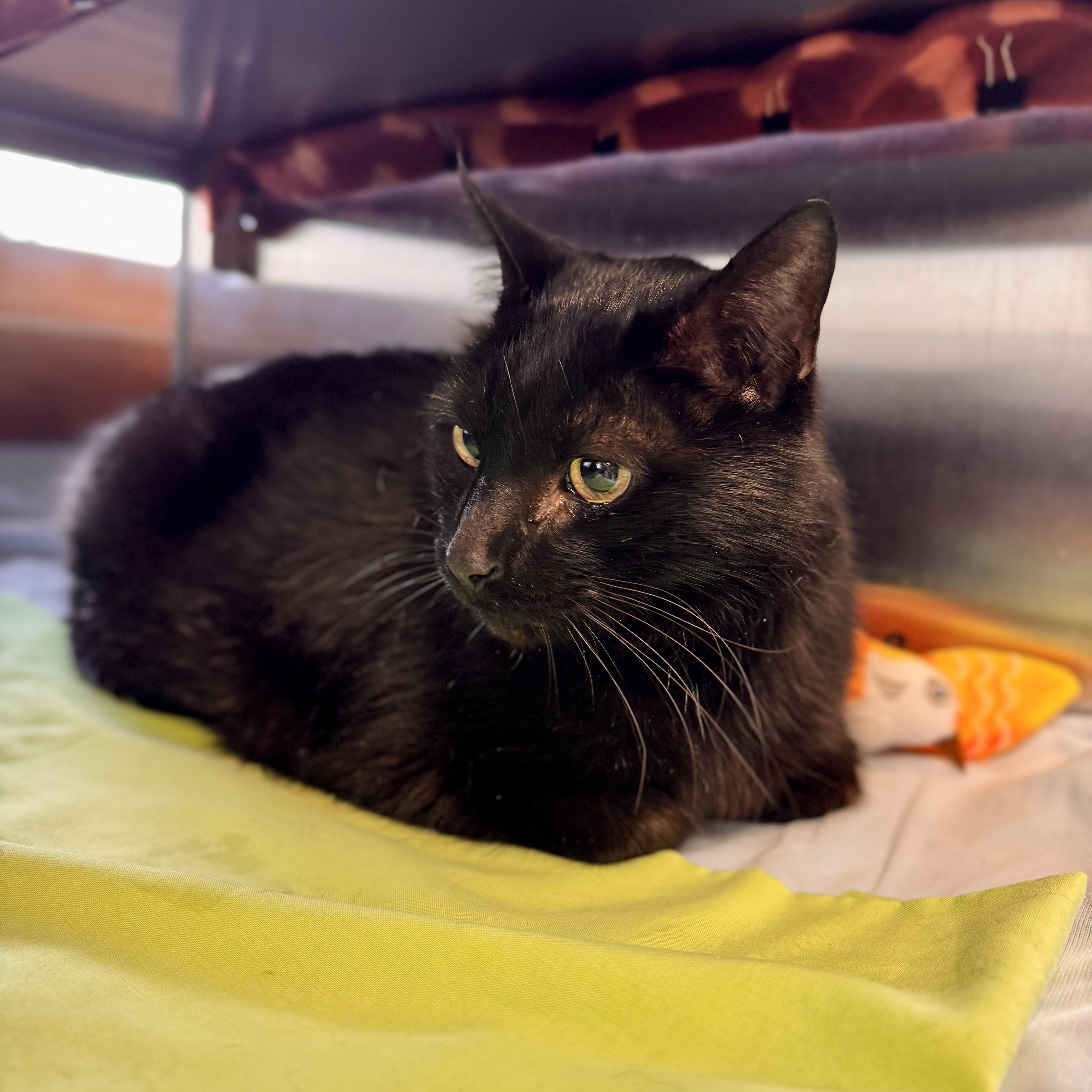 Enlarge Blackish, an adopted Domestic Short Hair in Midland, MI image 2/3