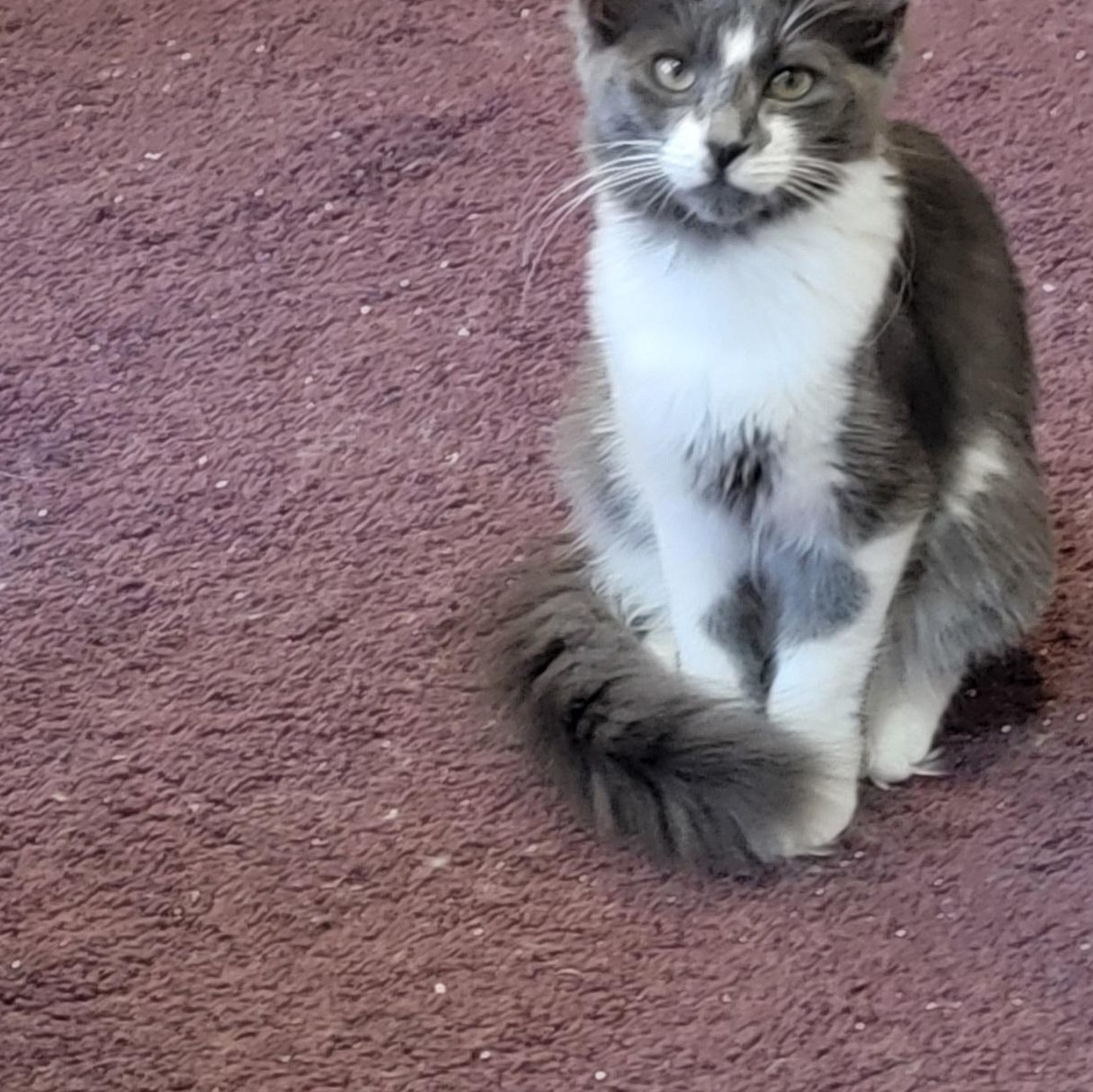 Enlarge Darla Adopted 9 19 26, a Adopted Domestic Medium Hair in Wyandotte, MI image 4/6