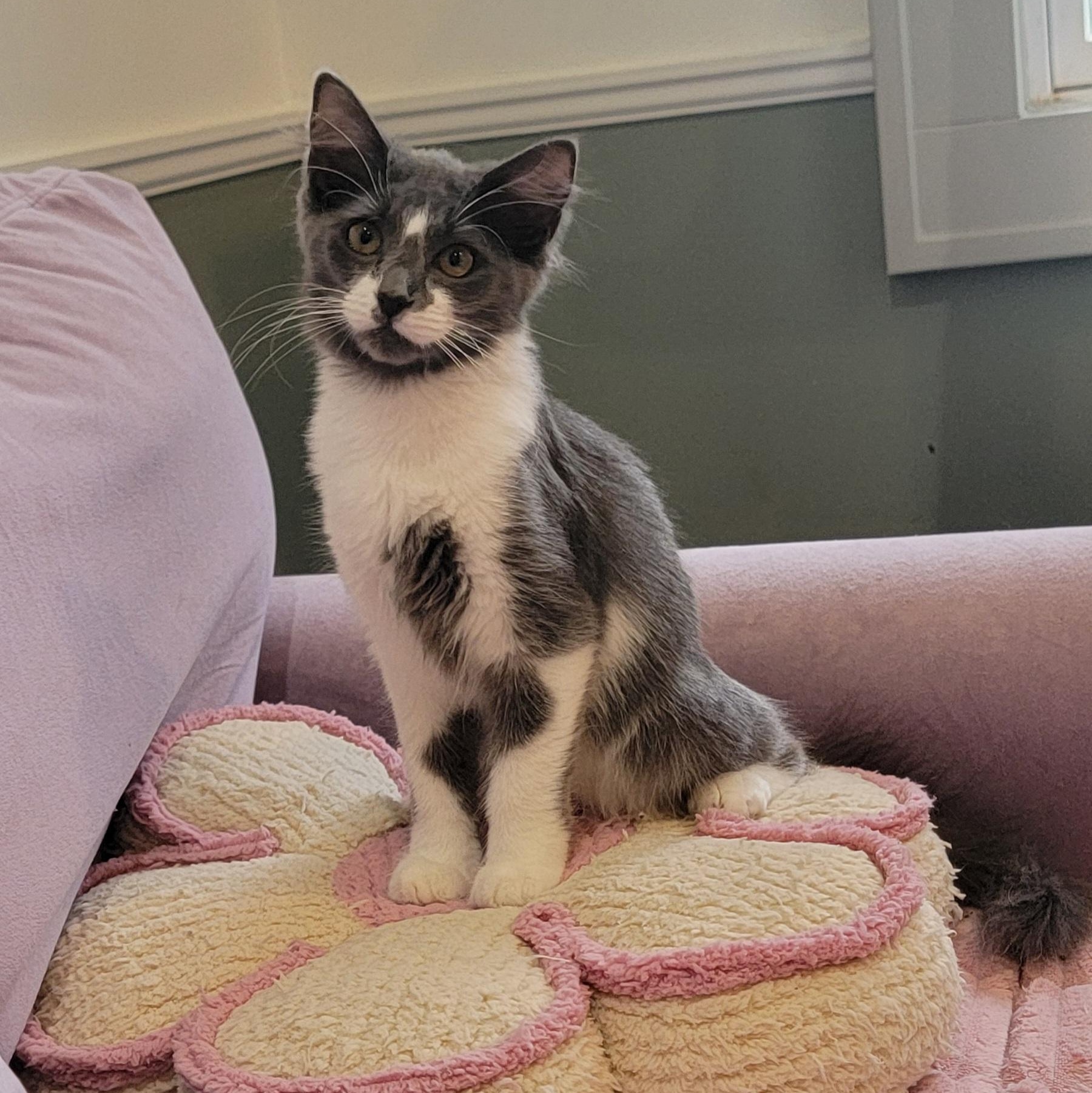 Darla, a ADOPTABLE Domestic Medium Hair in Wyandotte, MI image 2/5