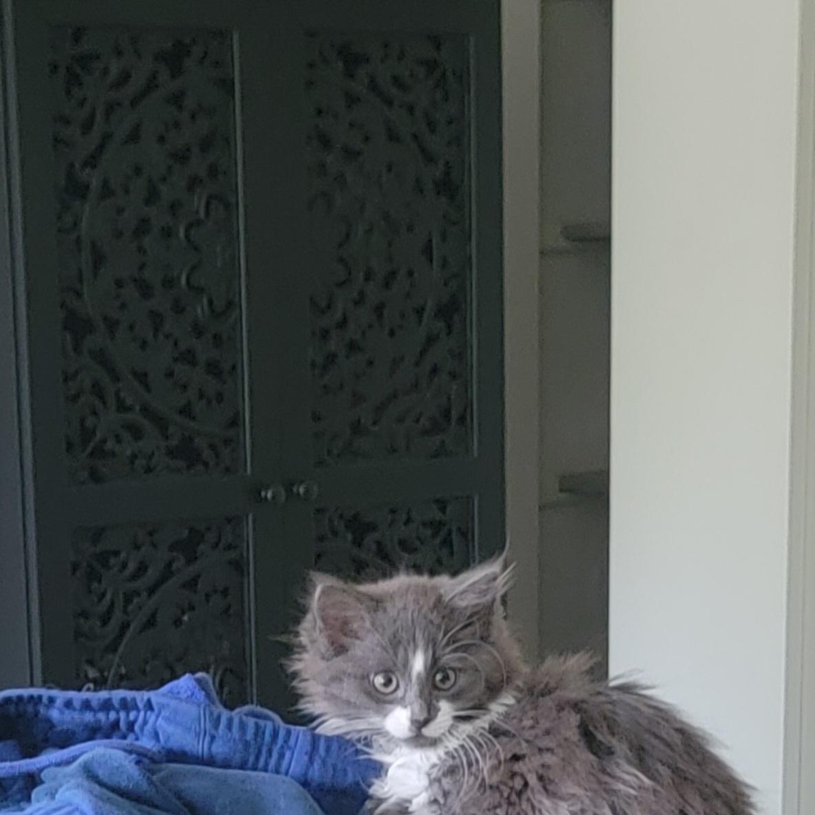 Darla, a ADOPTABLE Domestic Long Hair in Wyandotte, MI image 5/5