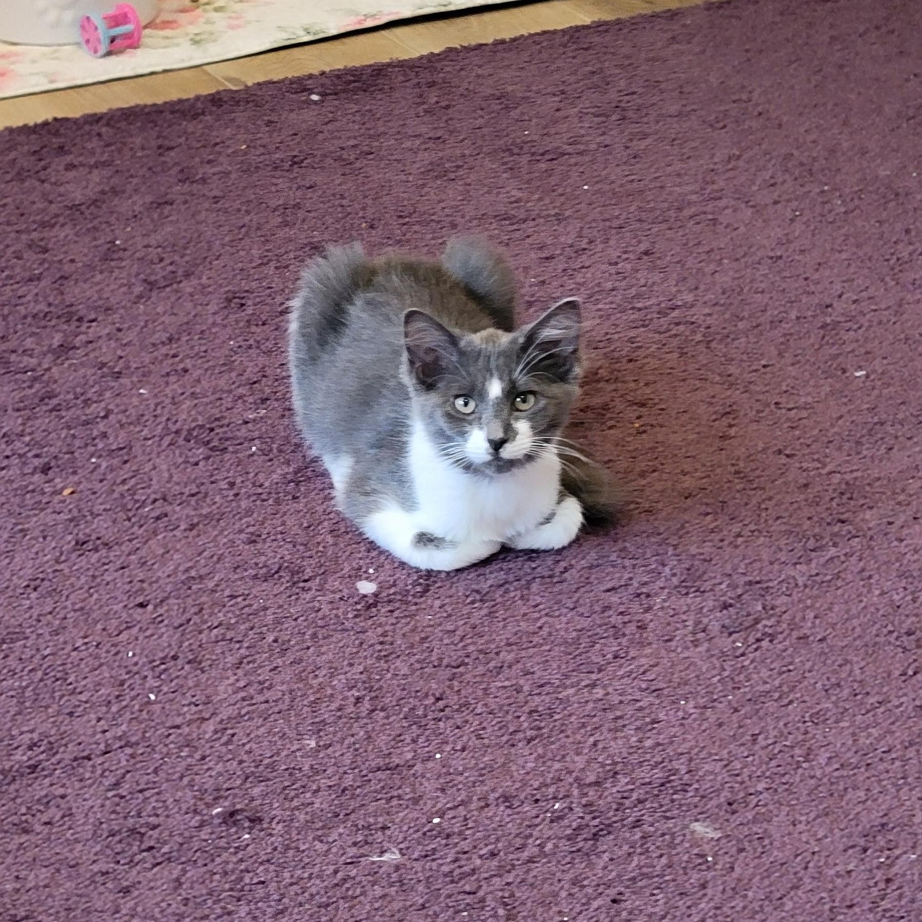 Darla, a ADOPTABLE Domestic Medium Hair in Wyandotte, MI image 5/5