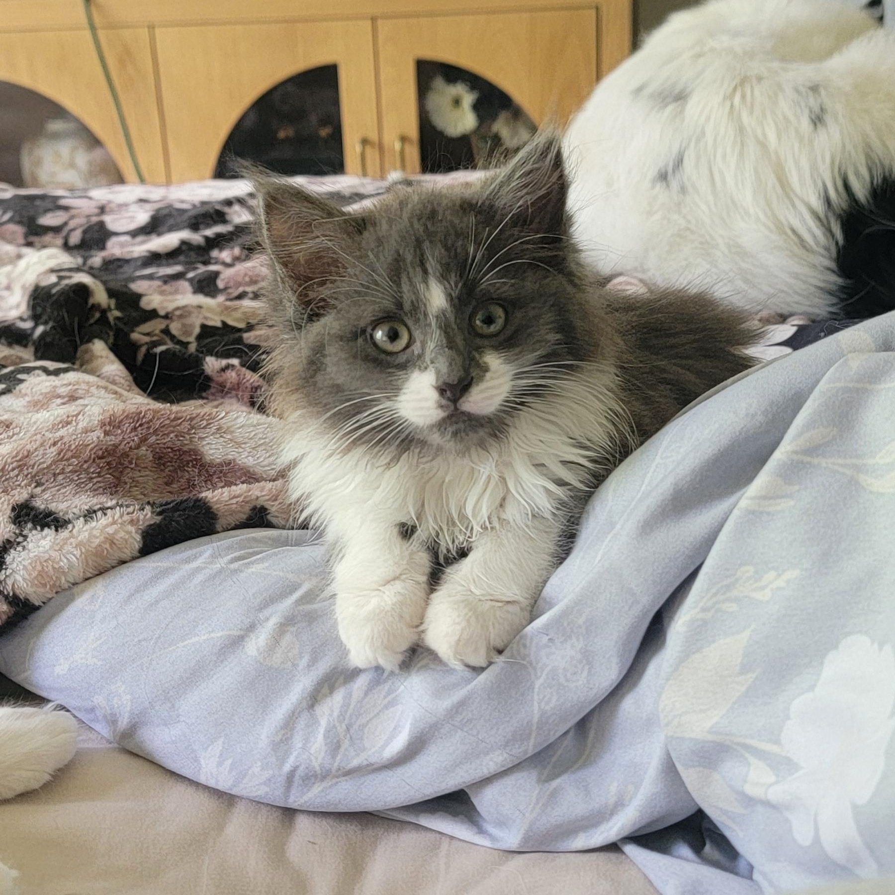 Darla, a ADOPTABLE Domestic Long Hair in Wyandotte, MI image 3/5