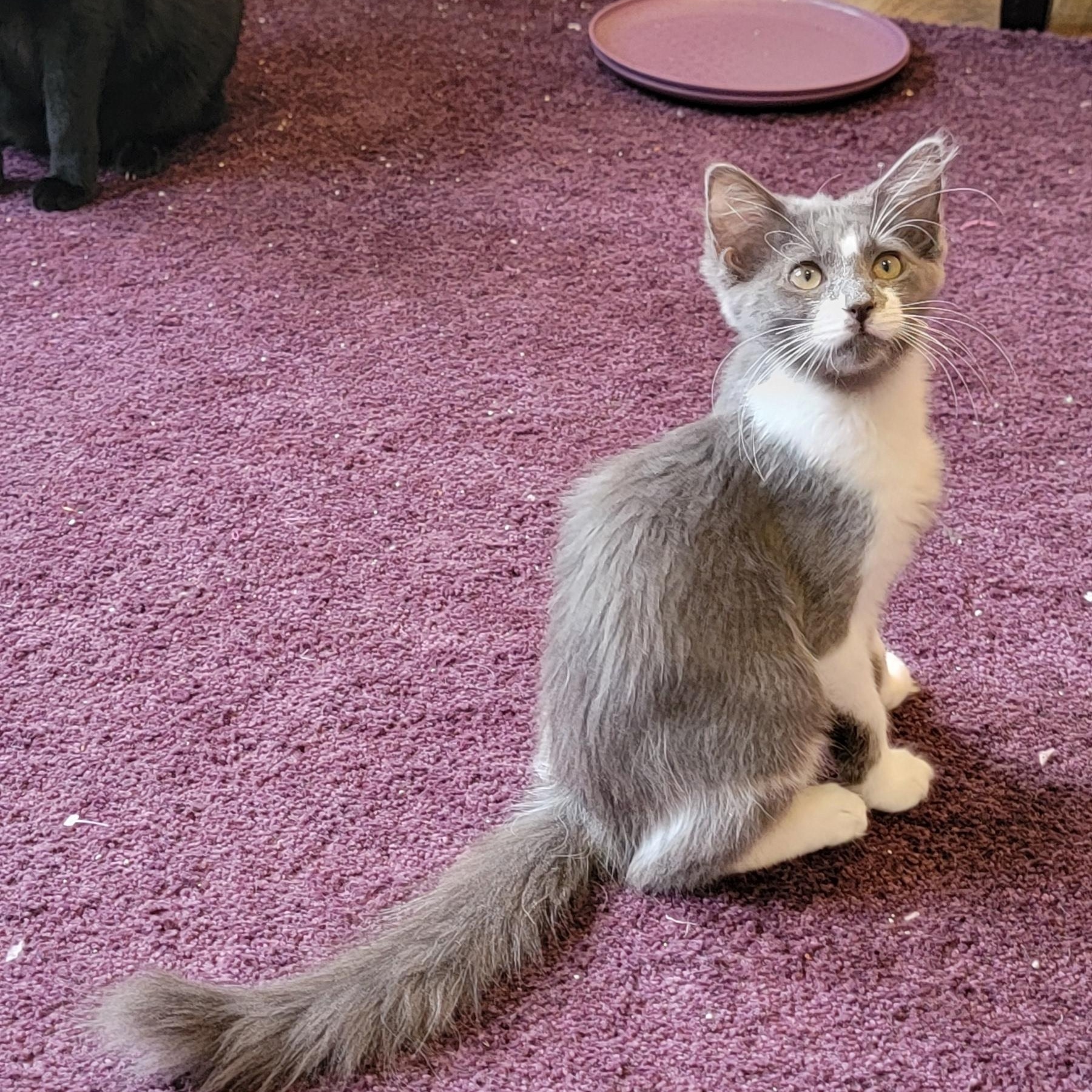 Darla, a ADOPTABLE Domestic Medium Hair in Wyandotte, MI image 3/5