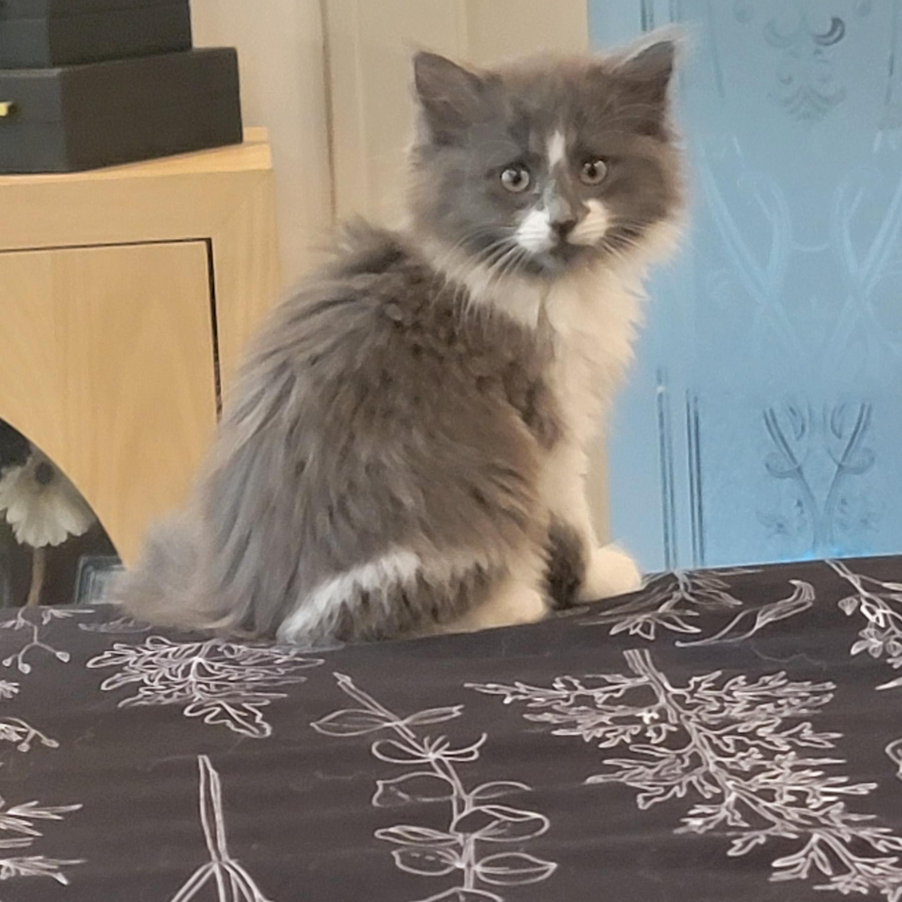 Darla, a ADOPTABLE Domestic Long Hair in Wyandotte, MI image 1/5
