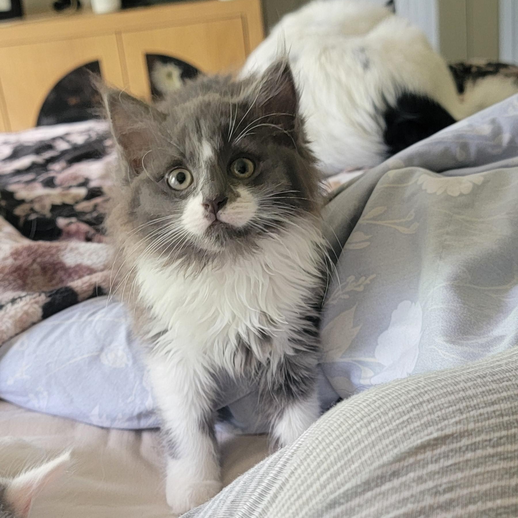 Darla, a ADOPTABLE Domestic Long Hair in Wyandotte, MI image 2/5