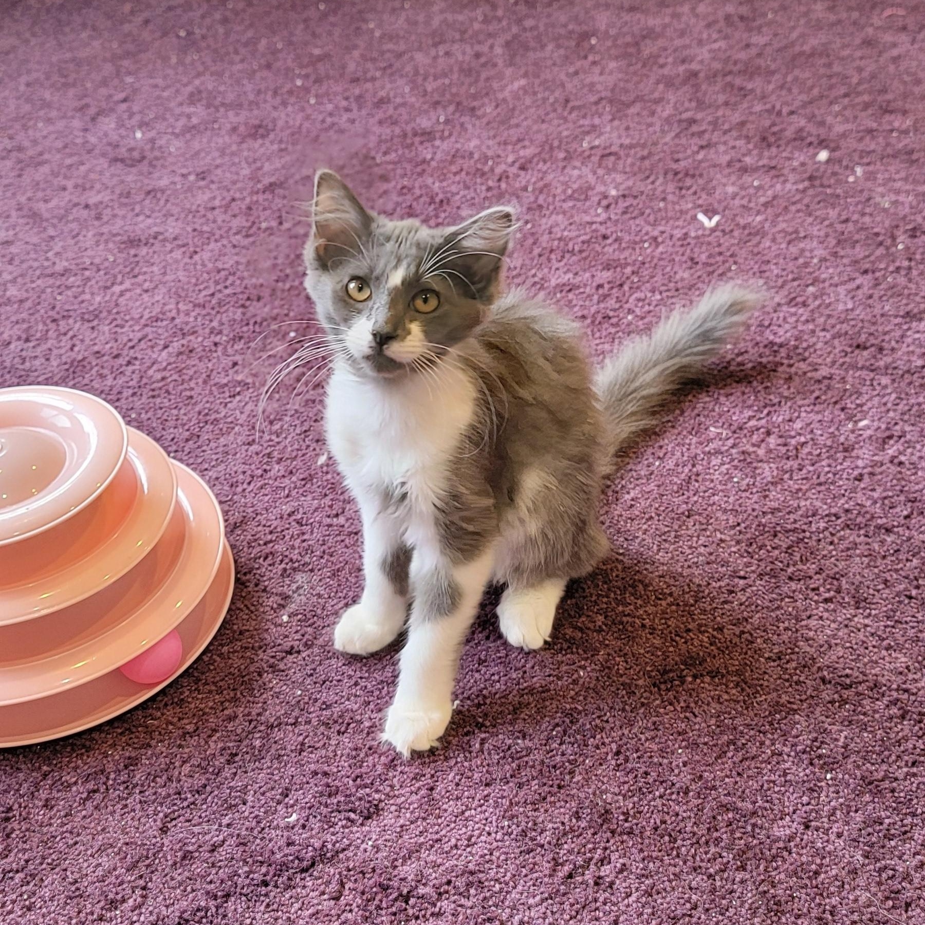 Darla, a ADOPTABLE Domestic Medium Hair in Wyandotte, MI image 1/5