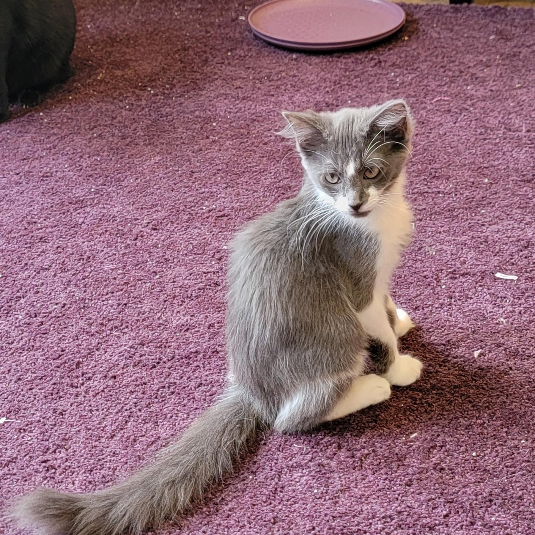 Darla, a ADOPTABLE Domestic Medium Hair in Wyandotte, MI image 4/5