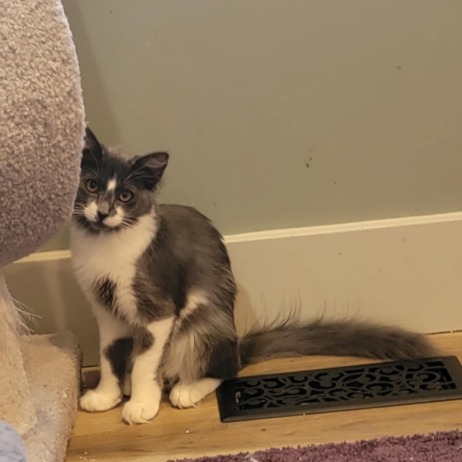 Enlarge Darla Adopted 9 19 26, a Adopted Domestic Medium Hair in Wyandotte, MI image 5/6