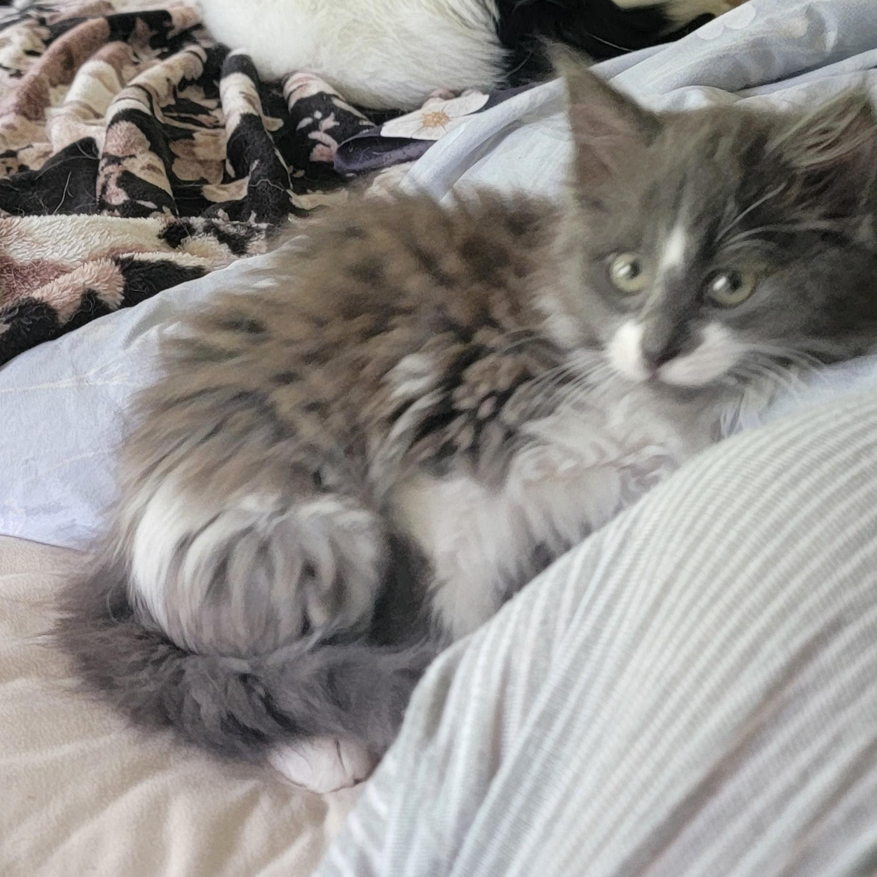 Darla, a ADOPTABLE Domestic Long Hair in Wyandotte, MI image 4/5